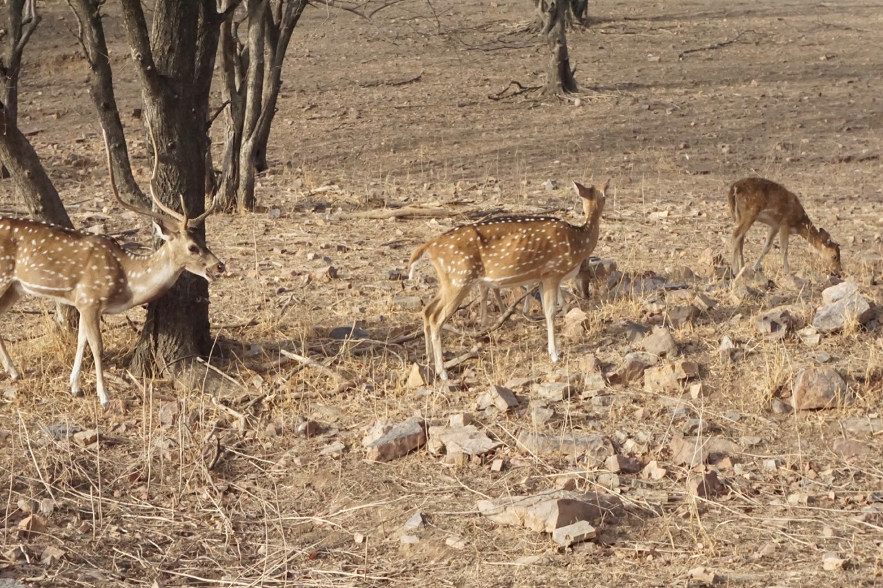 The national park has a lot of spotted deers. It was hard to shoot a proper pic on a moving vehicle.