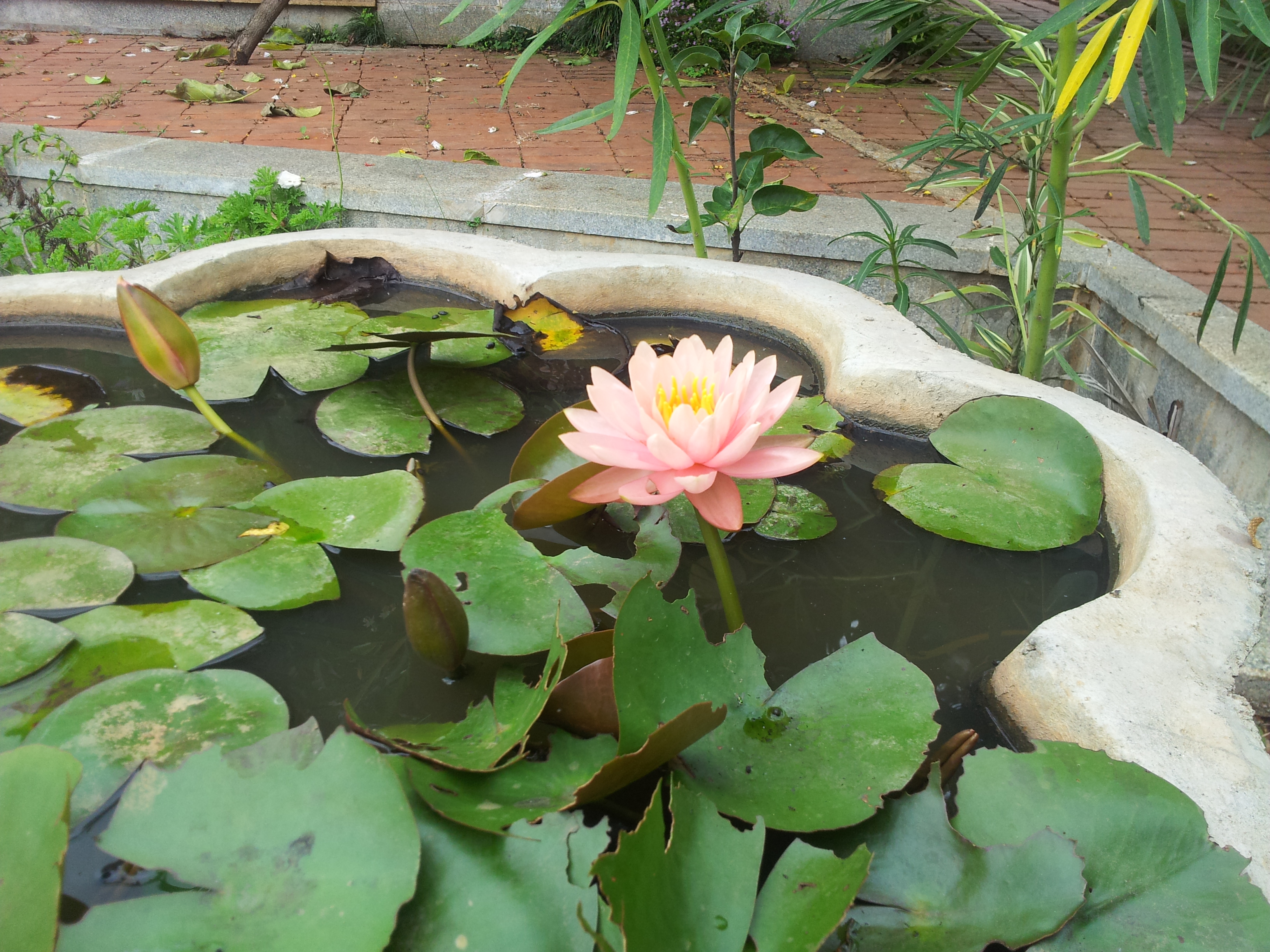 The landscaping and gardening in the facility is meticulously taken care of. A water lily cultivated in a concrete tub.