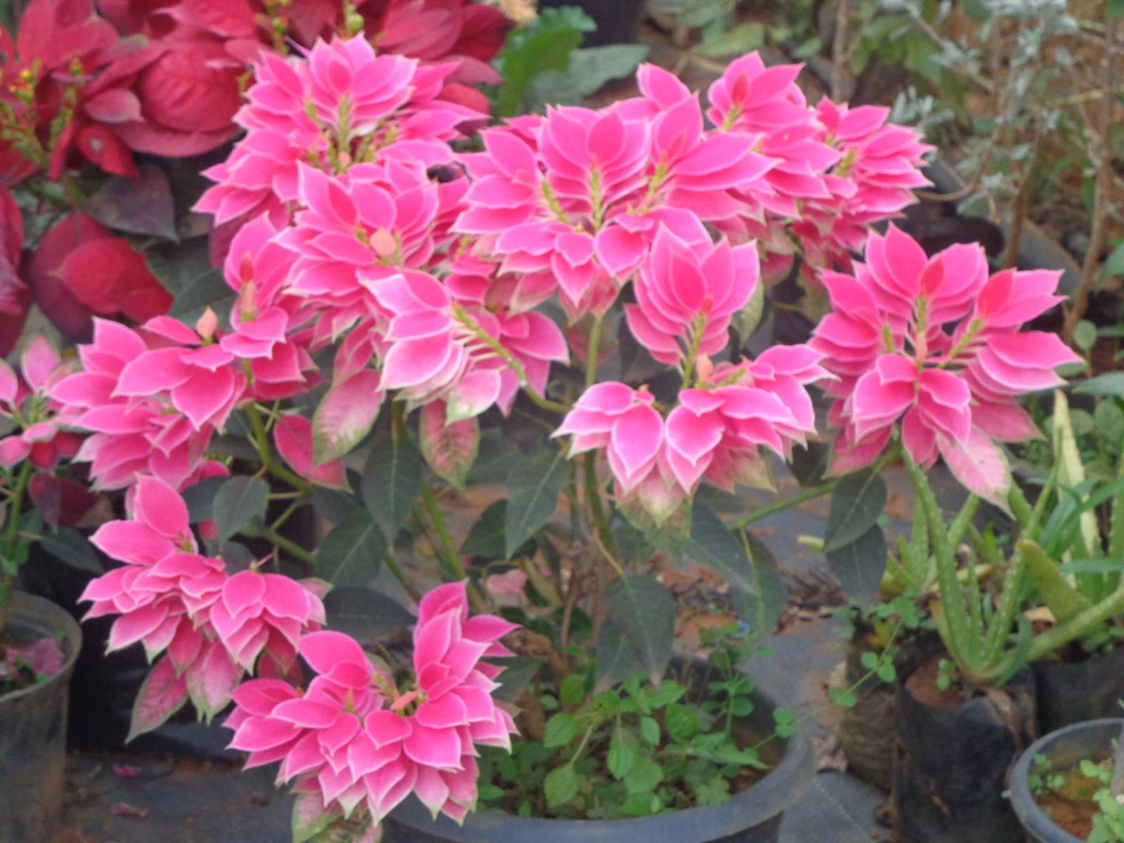 A nice species of flowers that did not have a label in the dam&rsquo;s nursery.