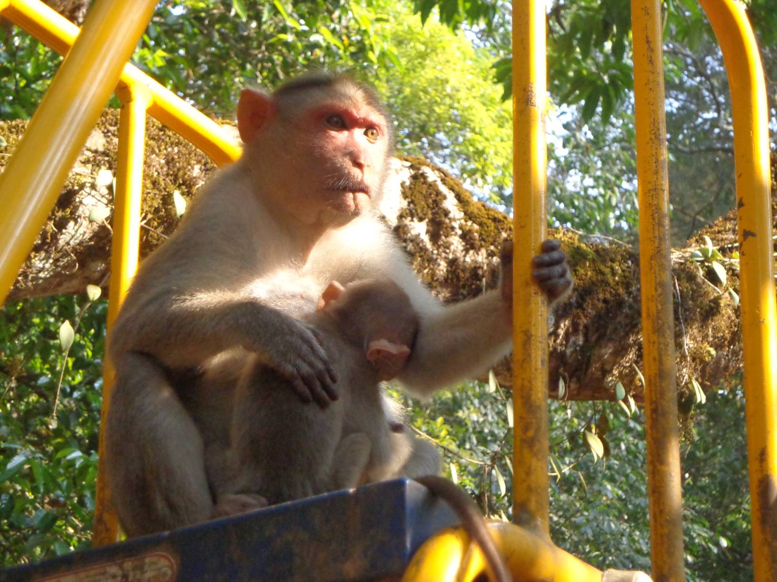 Wayanad is filled with monkeys. Here&rsquo;s one enjoying a slide.