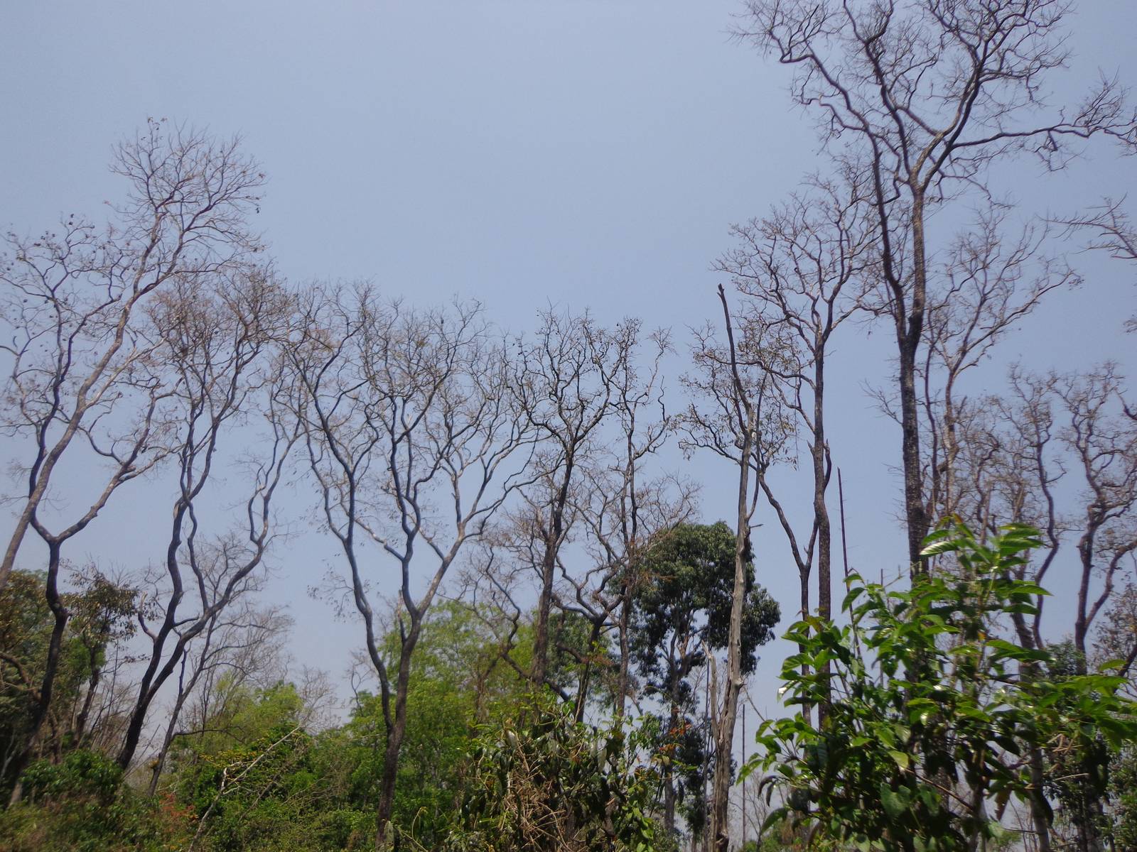 A lot of trees had dried up and died. Many bamboo groves had similar fate