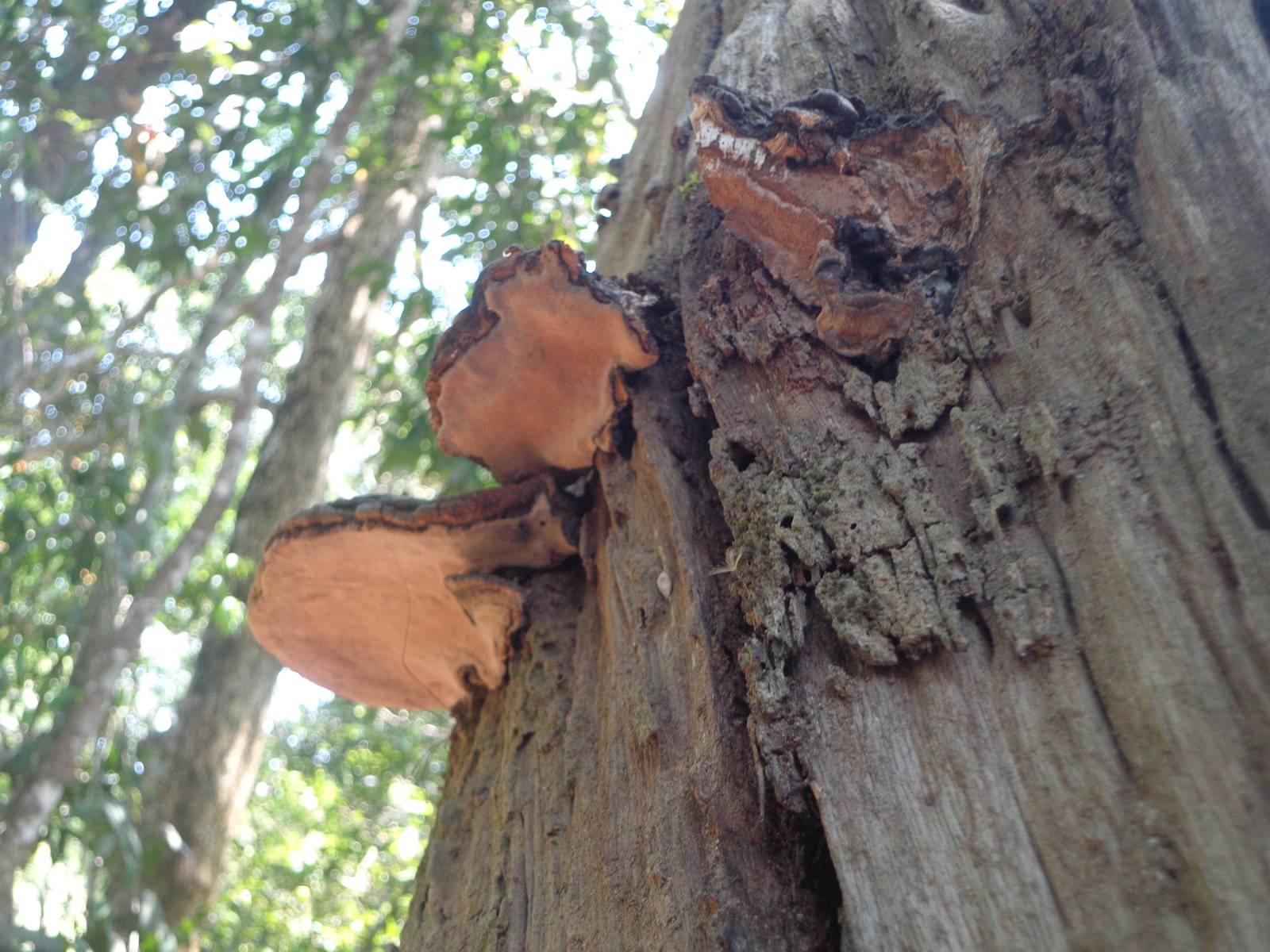 Dead mushrooms have become a part of the bark.