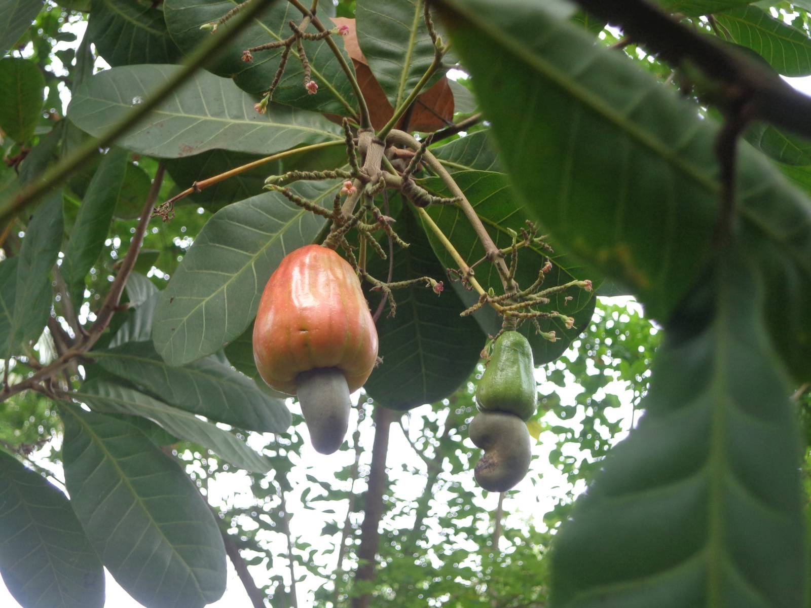 Right in front of our room there was a cashew plant. The cashew apple has a smell that is a milder variant of the Strawberry flavour of Twinings Tea that I have regularly at office.