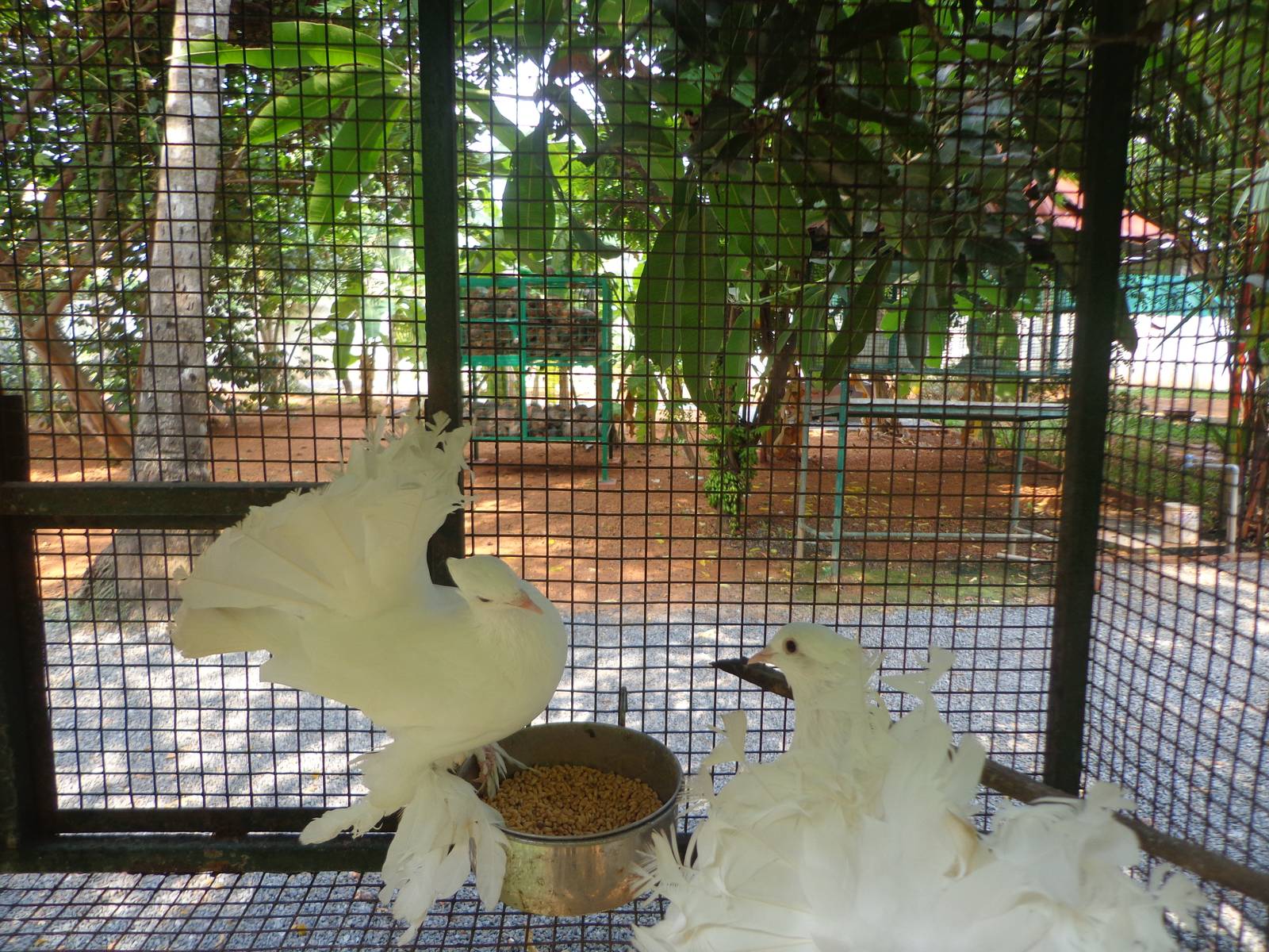 A pair of pigeons in the farmhouse.