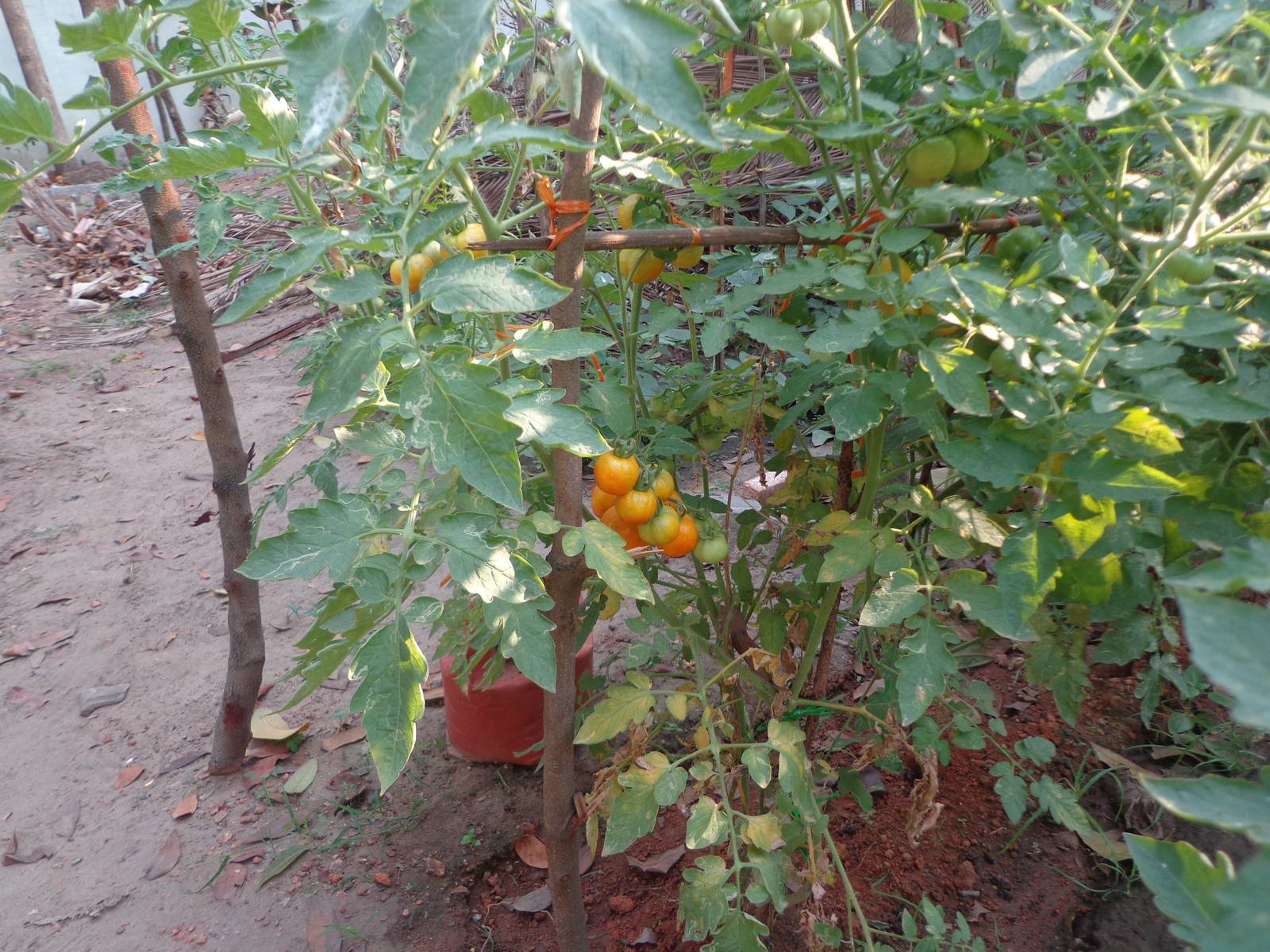 A few tomatoes in the farmhouse had ripened.