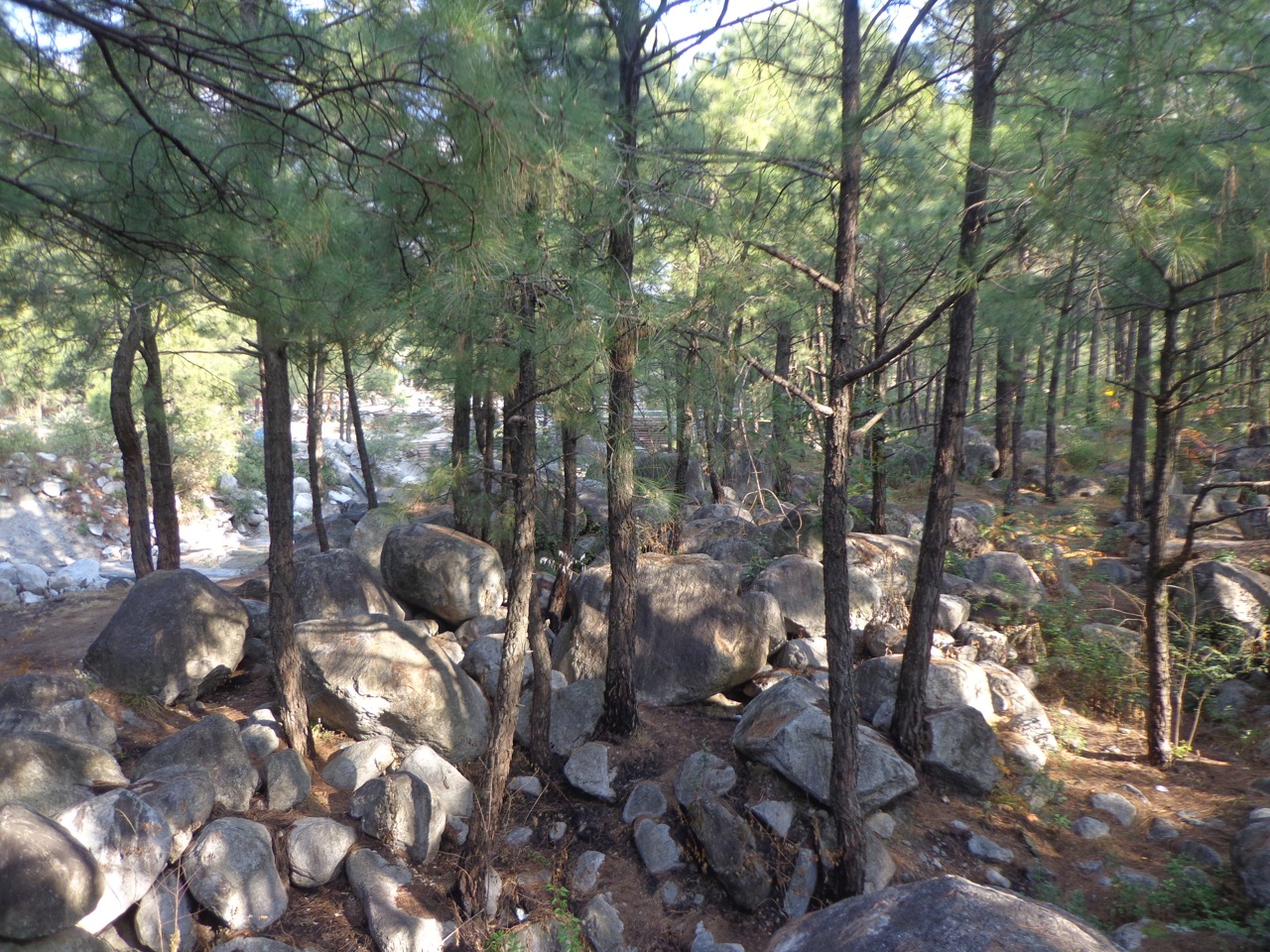 Pine trees against Neugal Khad.