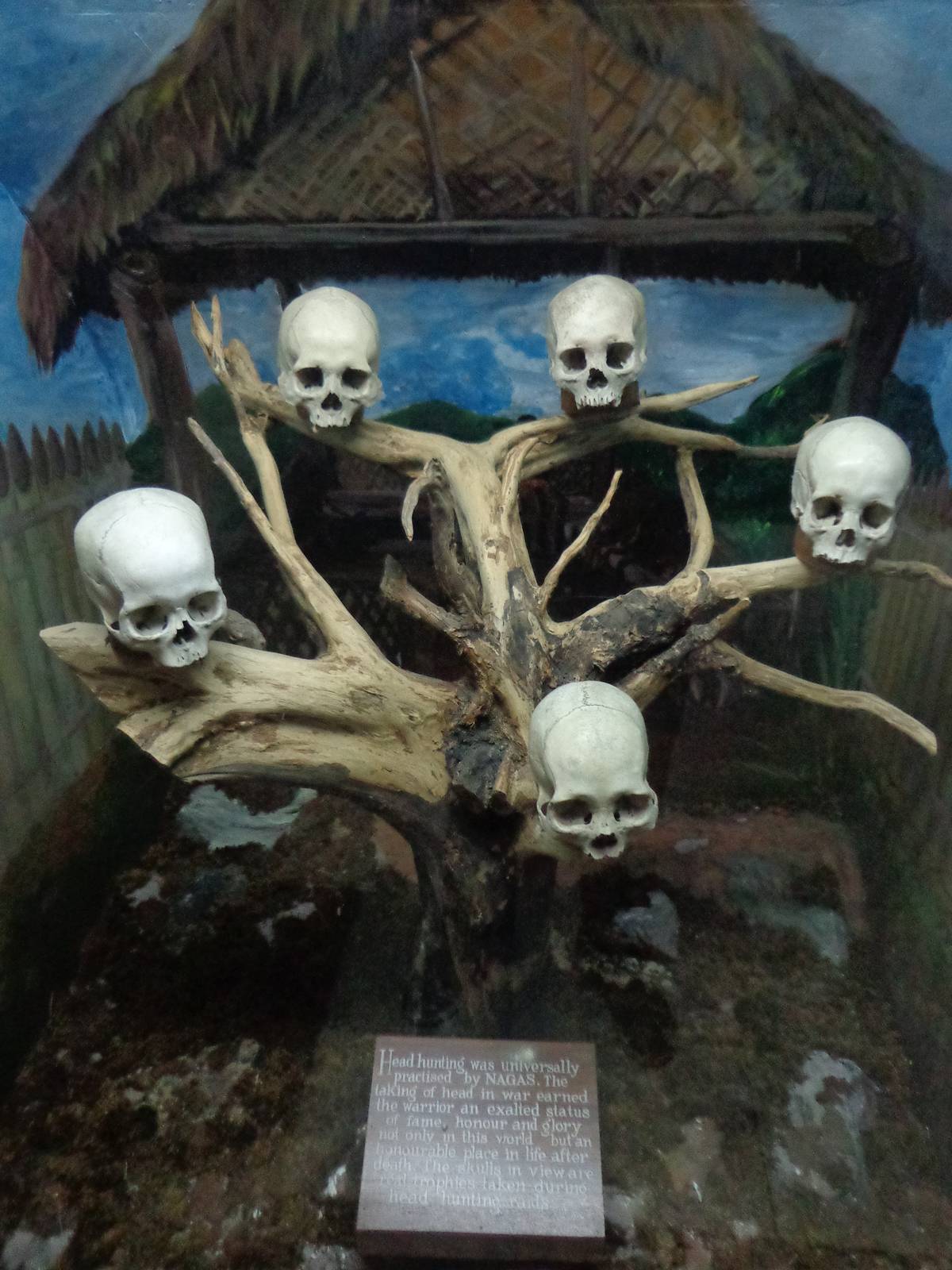 Nagas were headhuters. This is an exhibit with actual skulls obtained by headhunting