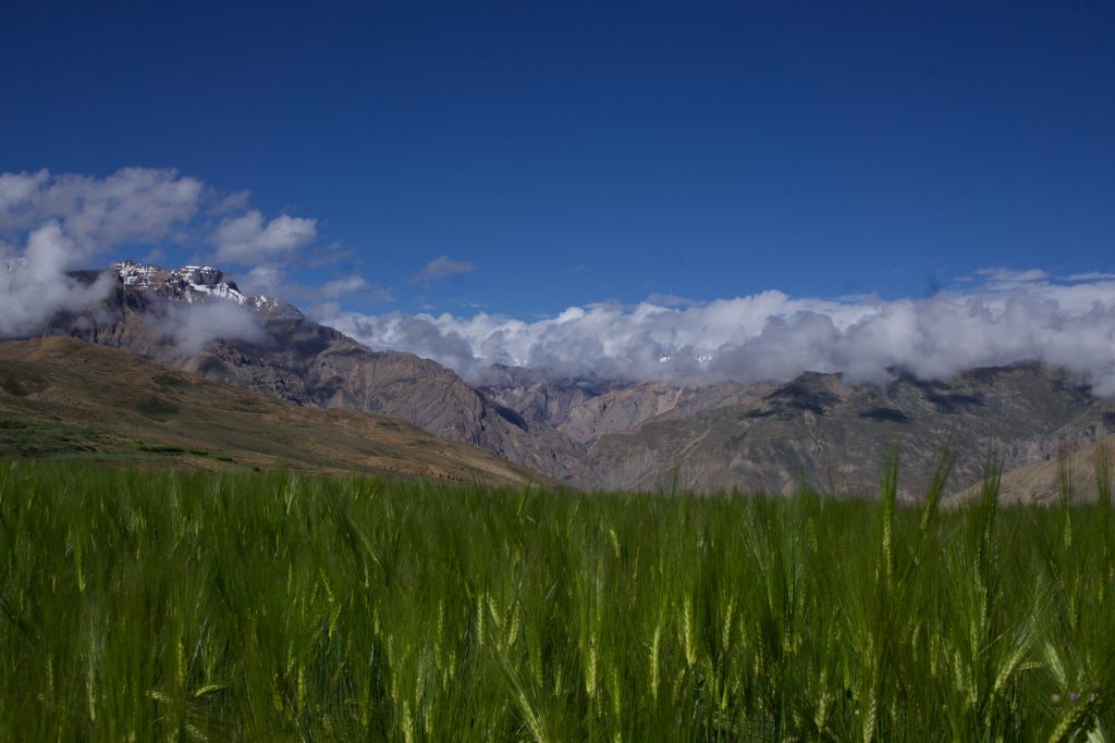 I crossed quite a few barley fields. The cultivation is usually done on terraced sloped.