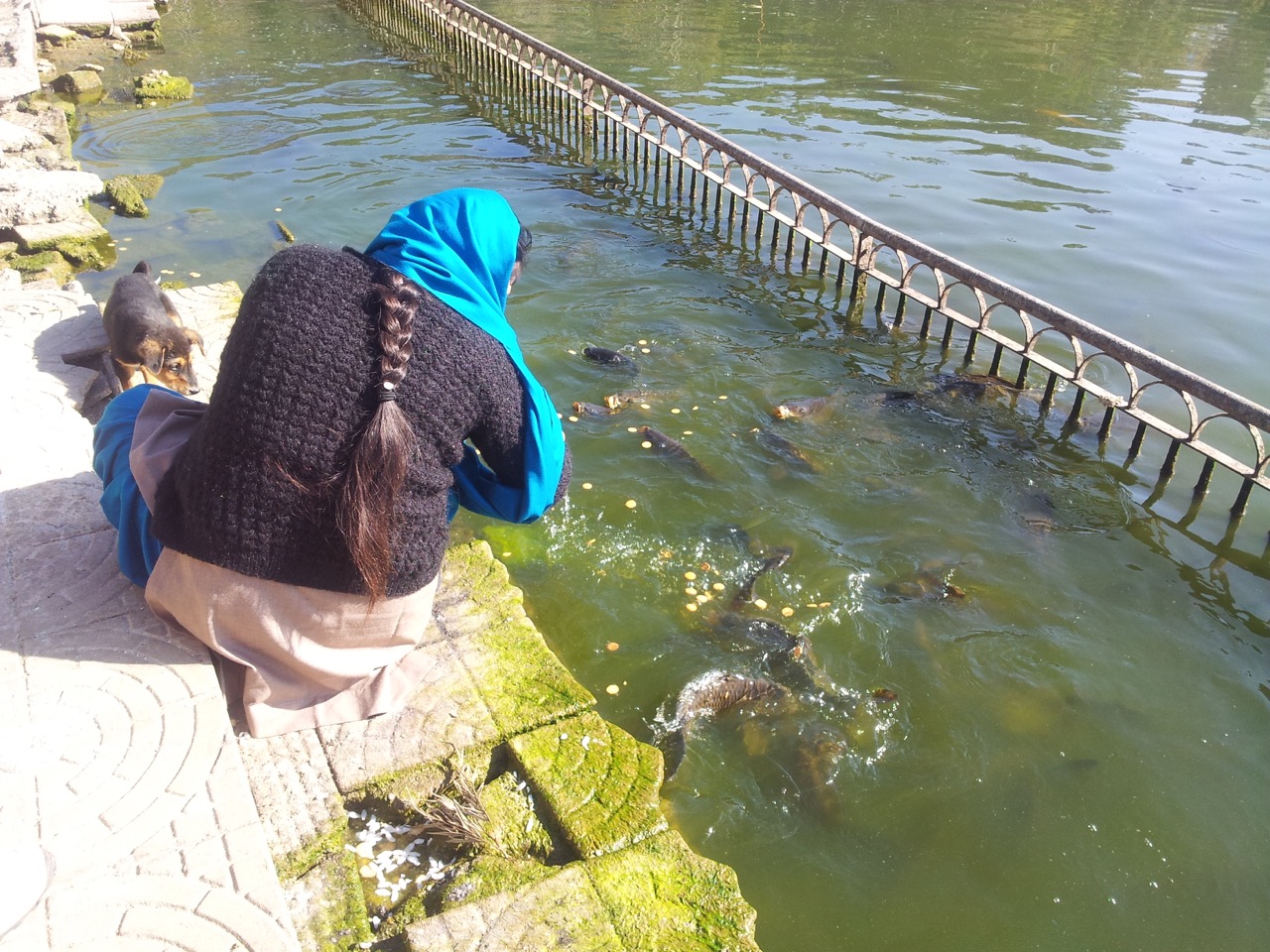 A woman feeds the fishes of the lake. There are designated feeding spots. Feeding fishes anywhere else is prohibited.