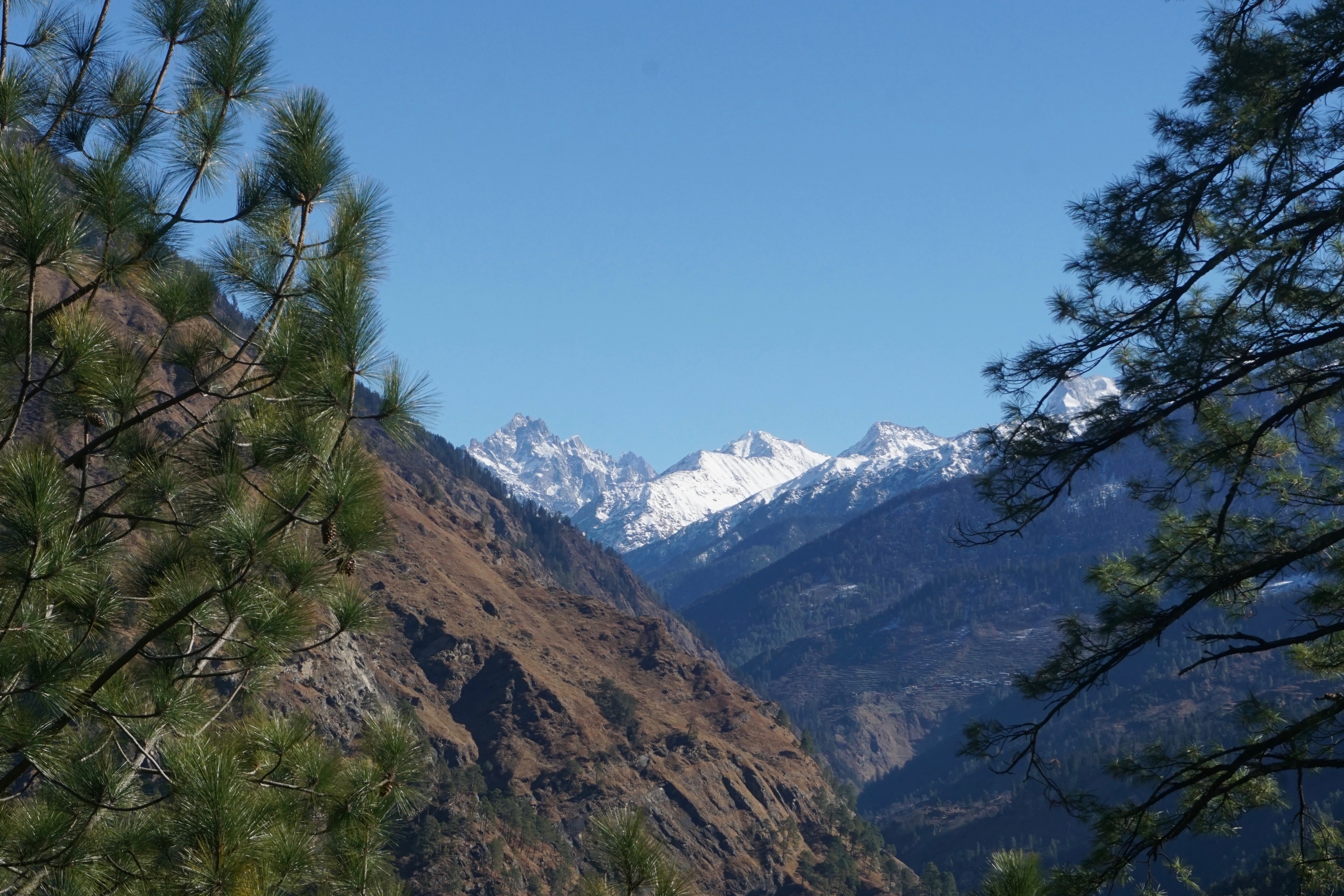 Swargarohini range peeking throgh the gaps in the pine trees.