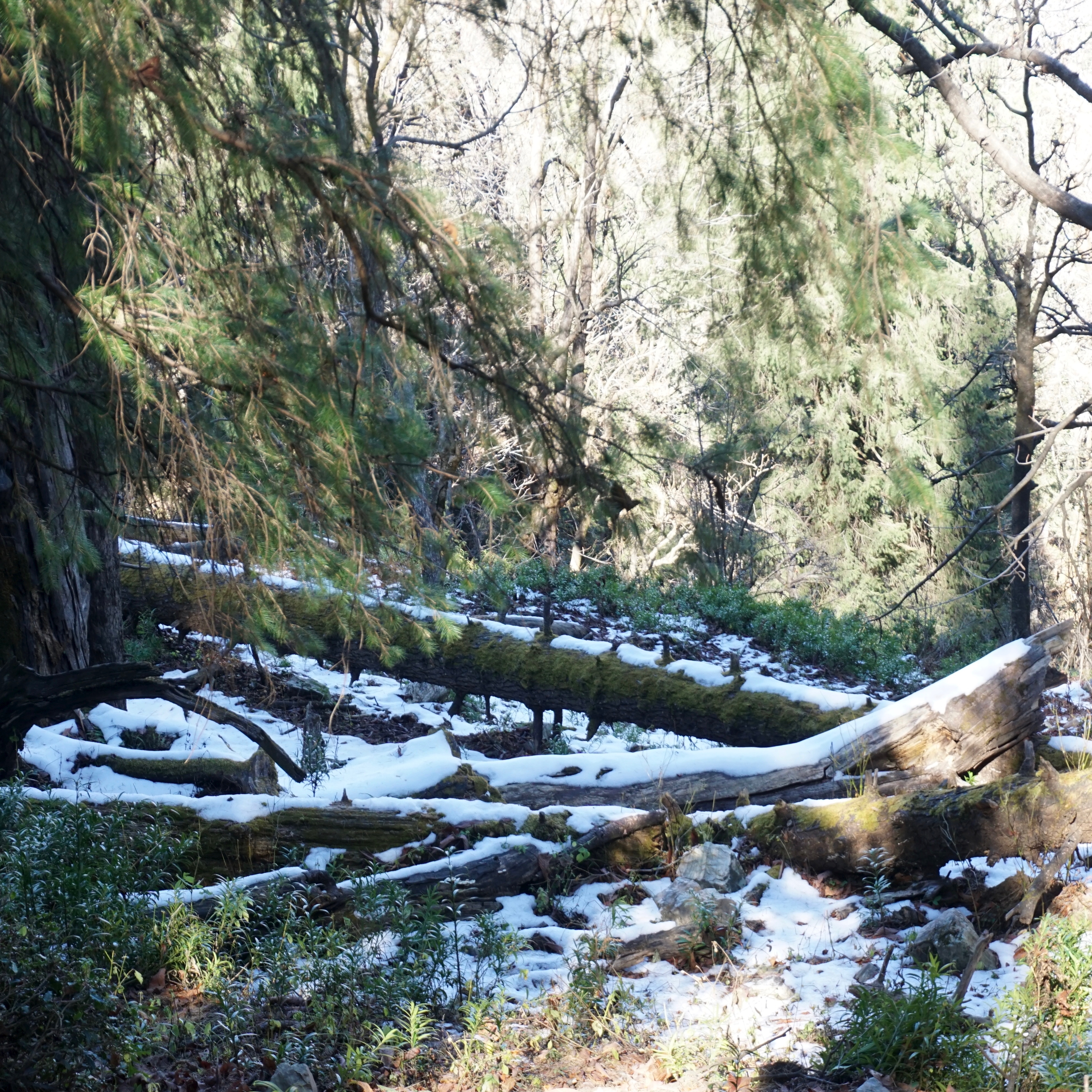 Our first encounter with snow.