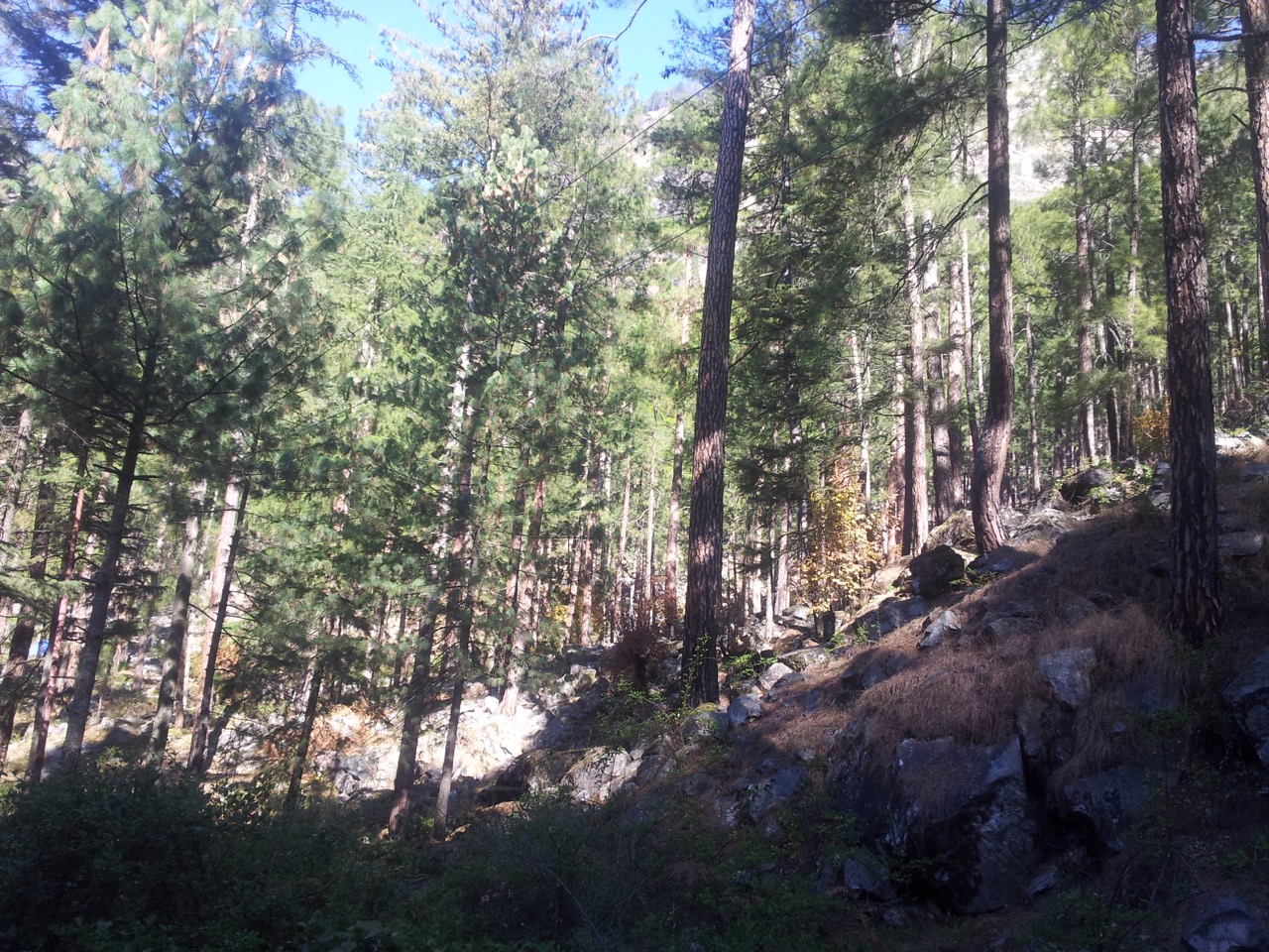 Tall pine trees cover the Parvati Valley. Beyond a certain altitude, the vegetation vanishes.