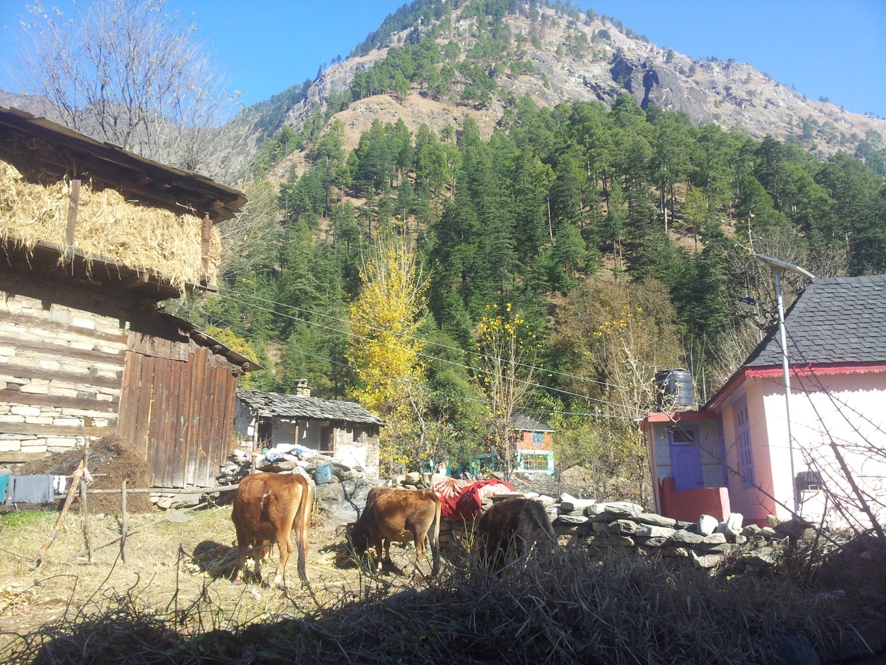The trail passes right between the houses of Chhalal village. This is a cowshed located beside the trail.