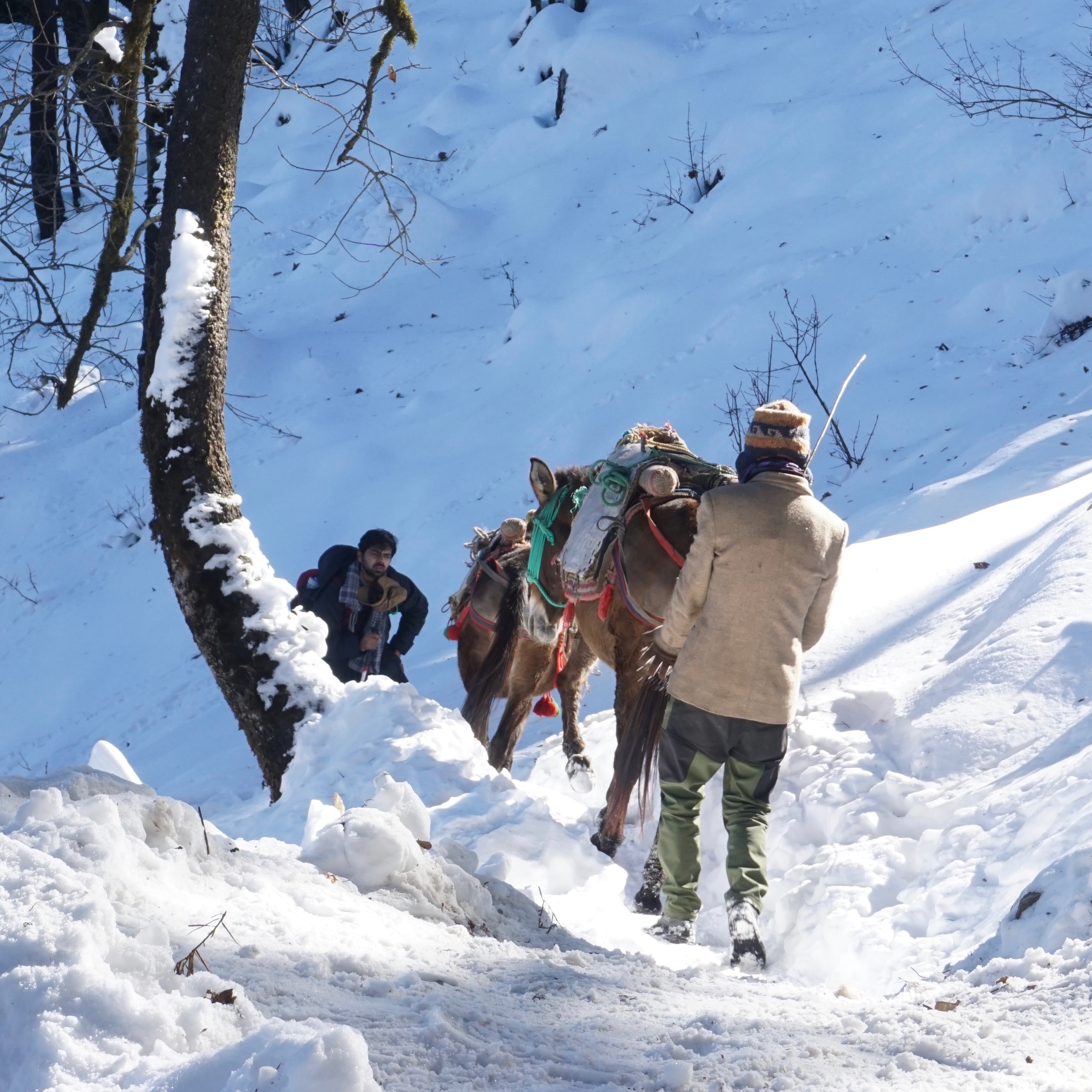 Donkeys had the right of way