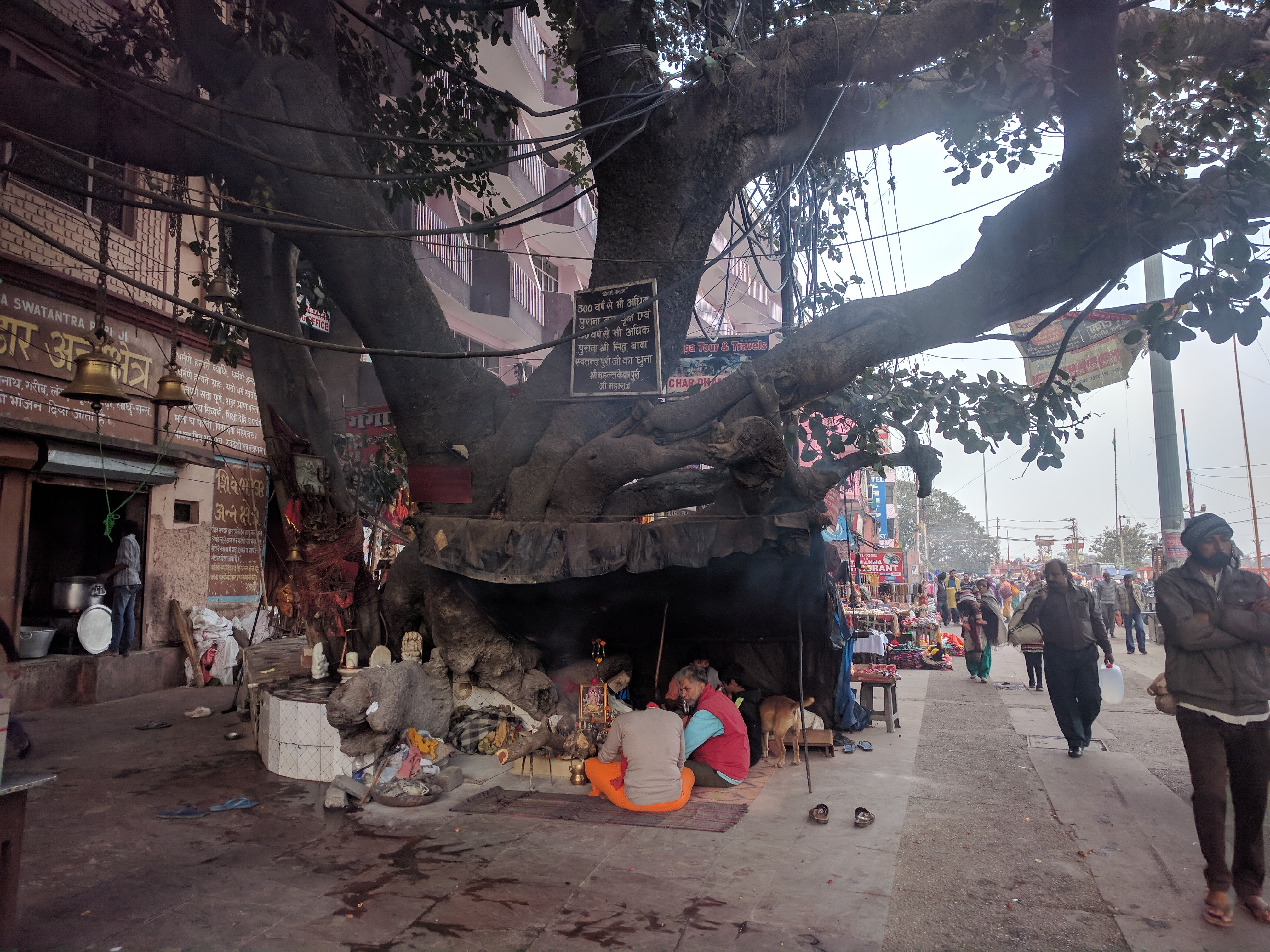 A 300 year old tree at Har-ki-Pauri