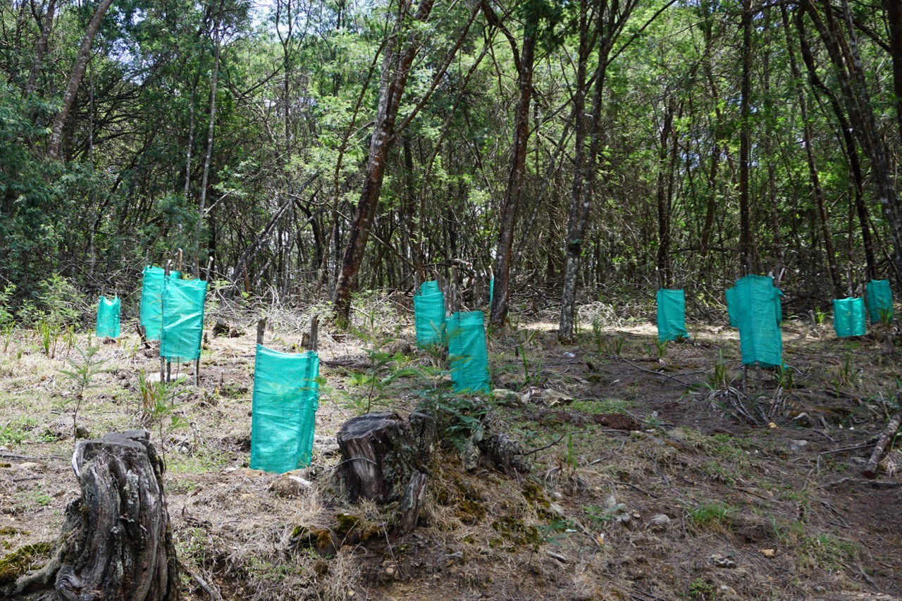 The forest department has planted a lot of new saplings along certain barren patches of land. This is to ensure that the trees outnumber the crowd in the future.