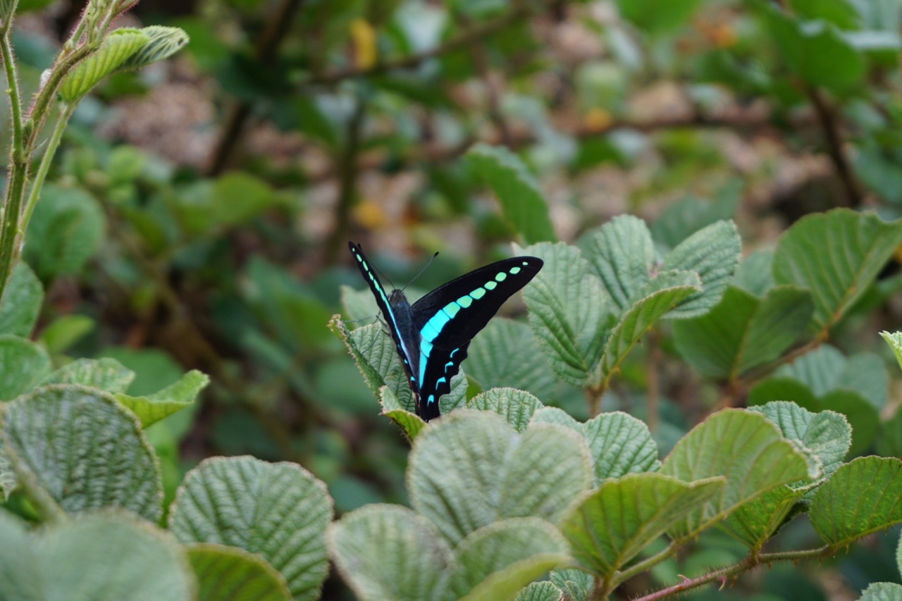 This was a random lucky shot.