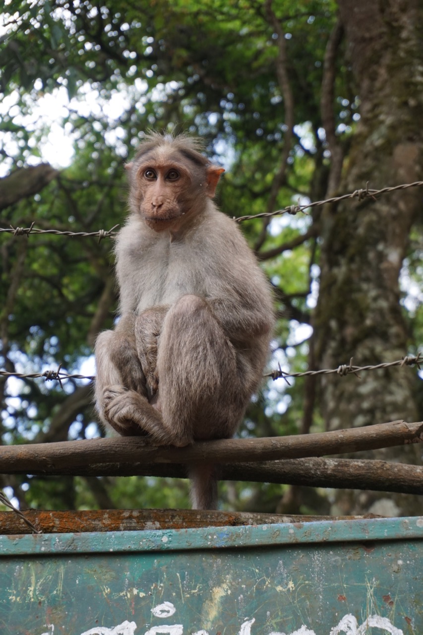 This was not random, just a lucky shot. Near Gunaa caves, monkeys outnumbered people. Some of the monkeys looked like college students.