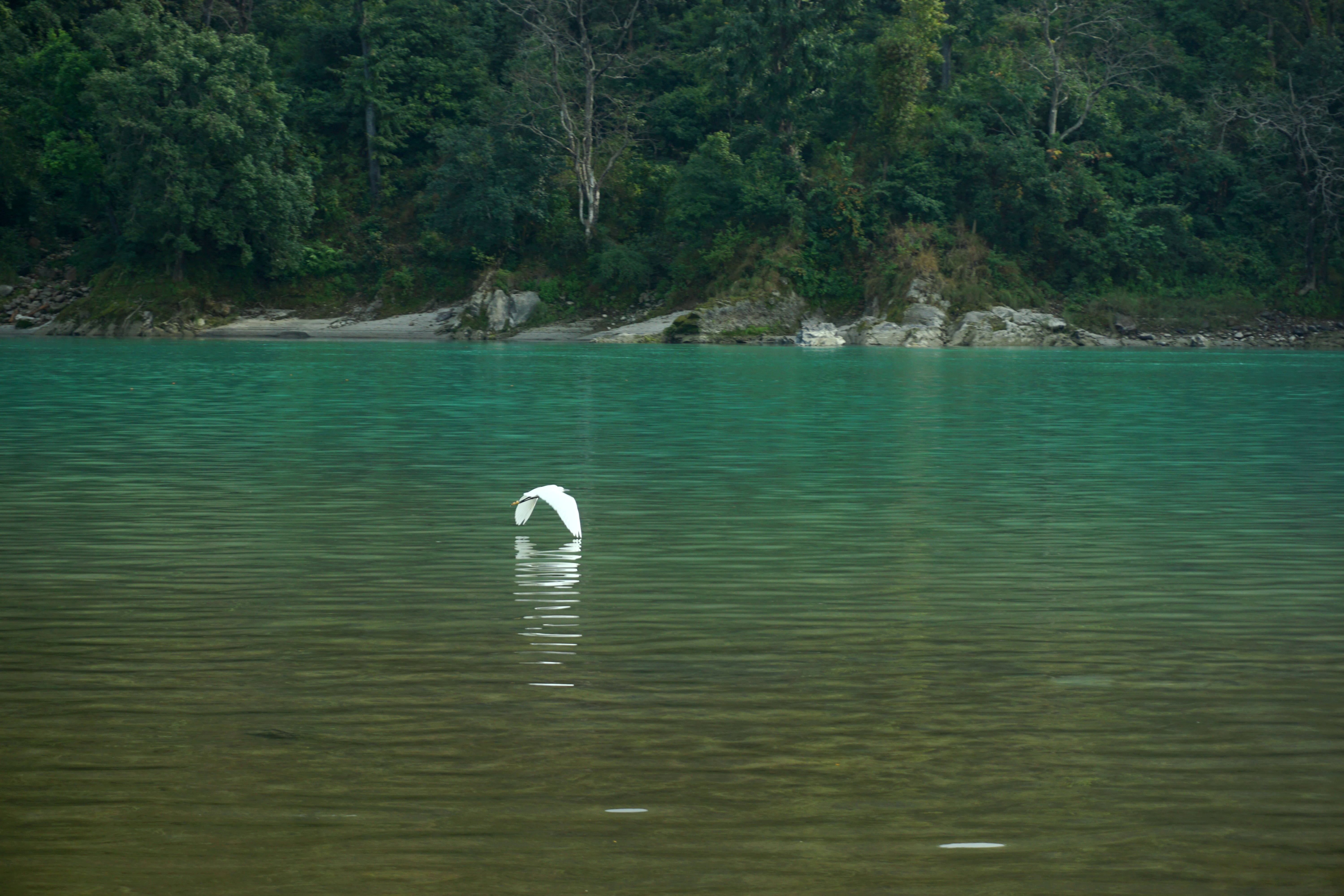 A lone heron taking flight.