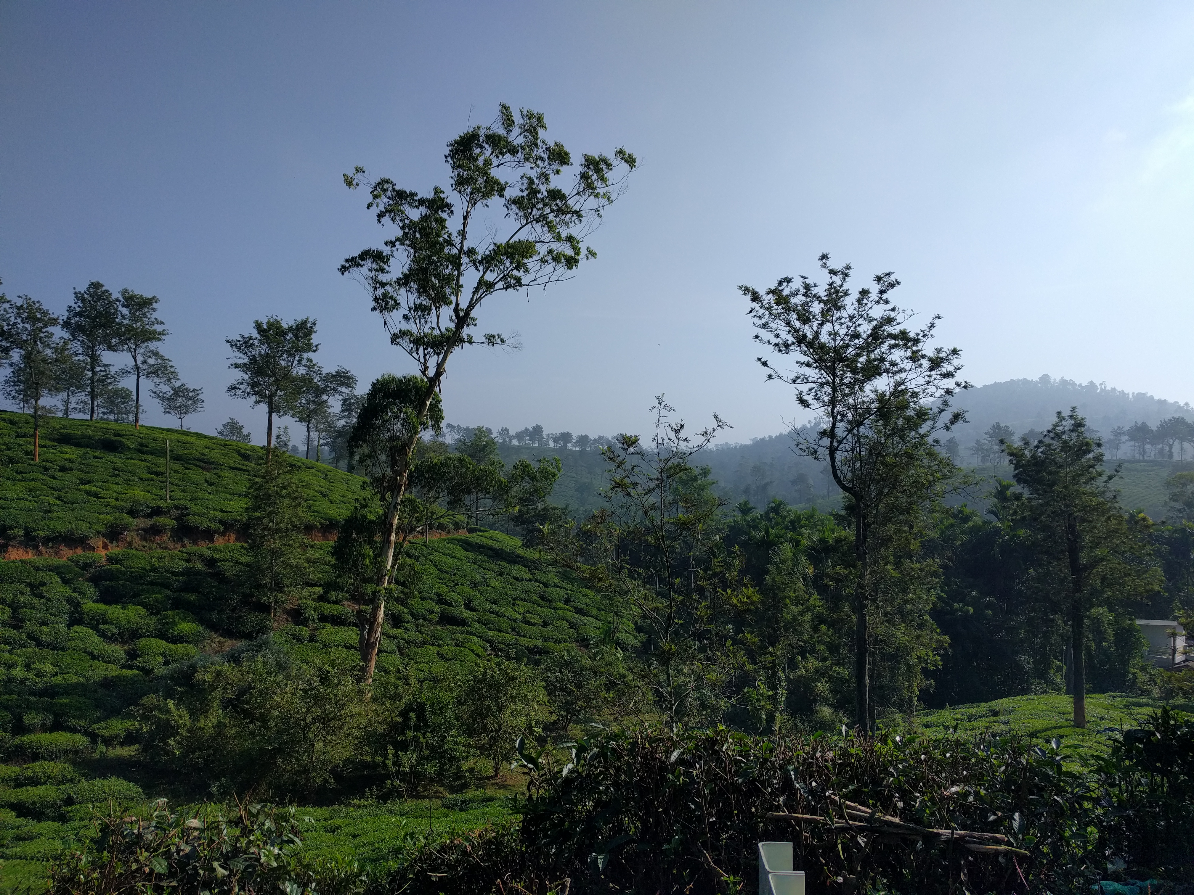 We passed the beautiful tea plantations multiple times at multiple places.