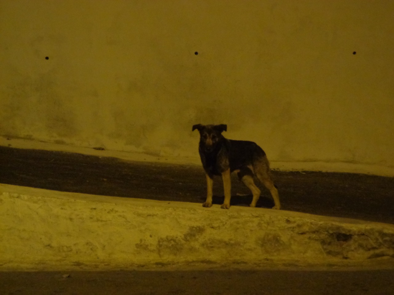 This dog accompanied me from GPO to the end of DPS campus.