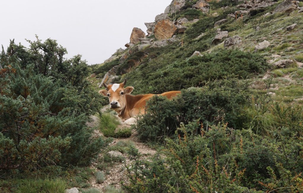 A cow greeted us on the rocky slopes! How did it even get there?