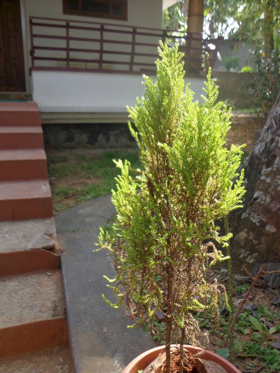 The faux-lemongrass shrub.