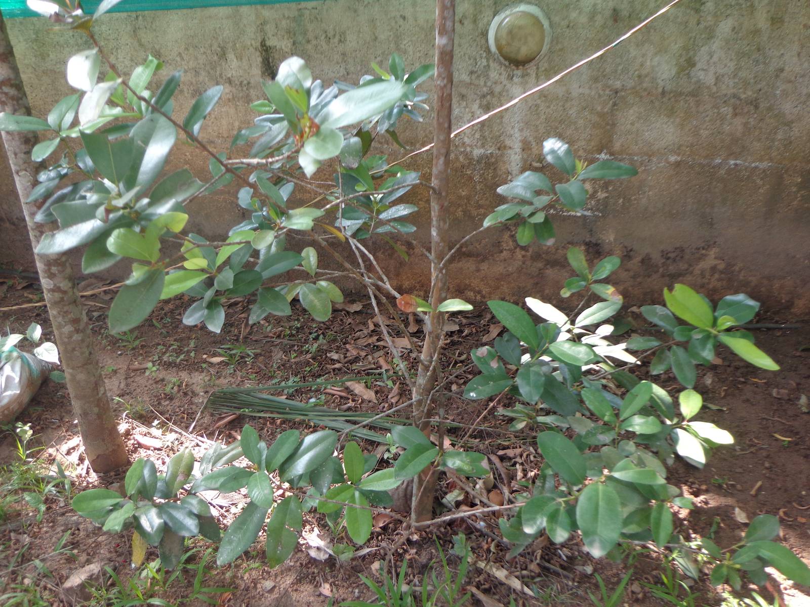 The all-spices tree.