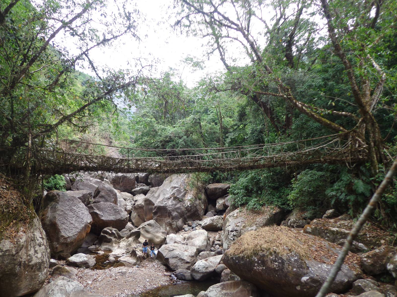 The single decker living root bridge. These bridges are constructed by guiding the roots using wooden or metallic frameworks.