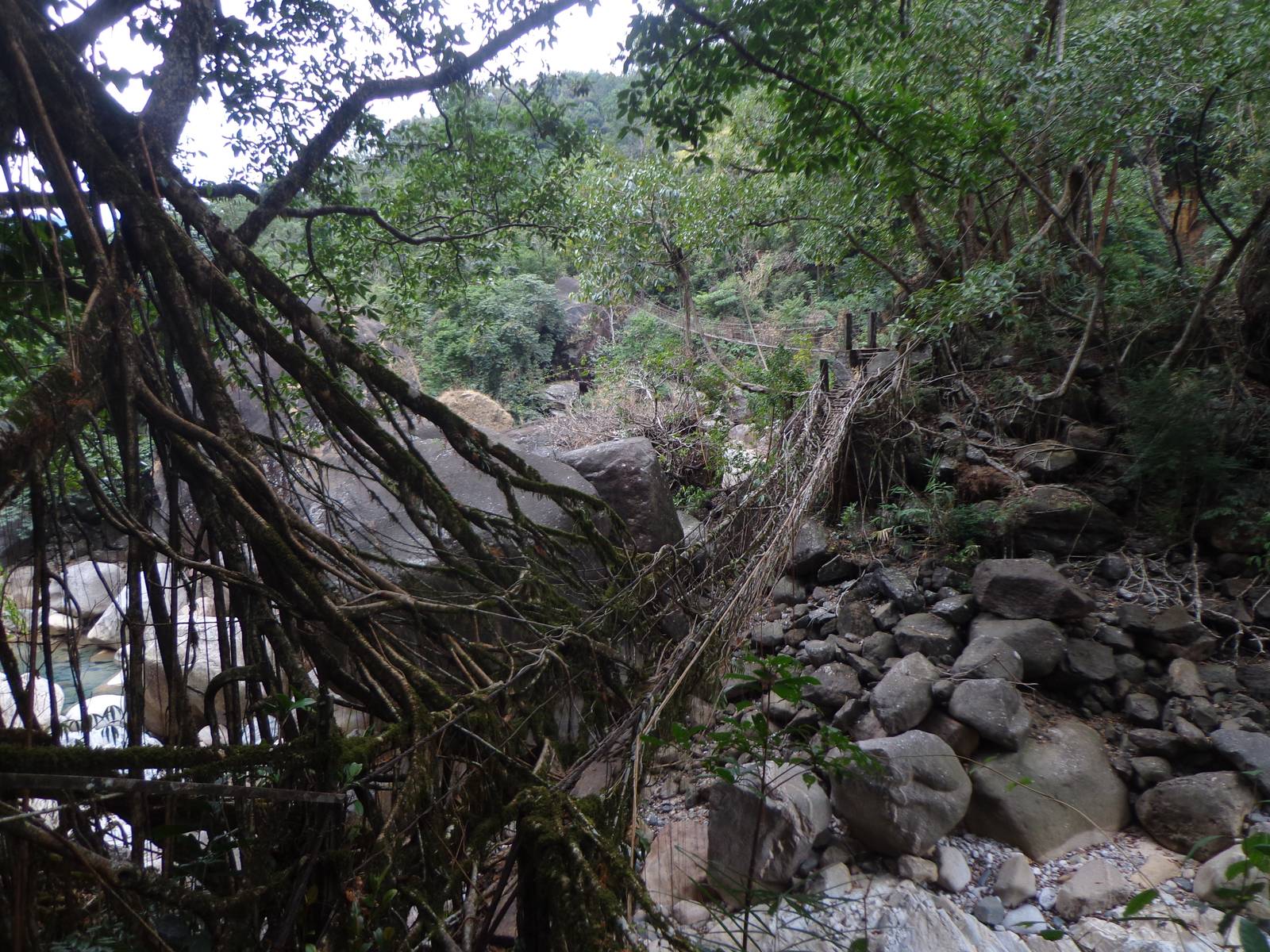 We even traversed a compound bridge while walking towards Rainbow Falls. Half of it is cable bridge and half of it is roots.