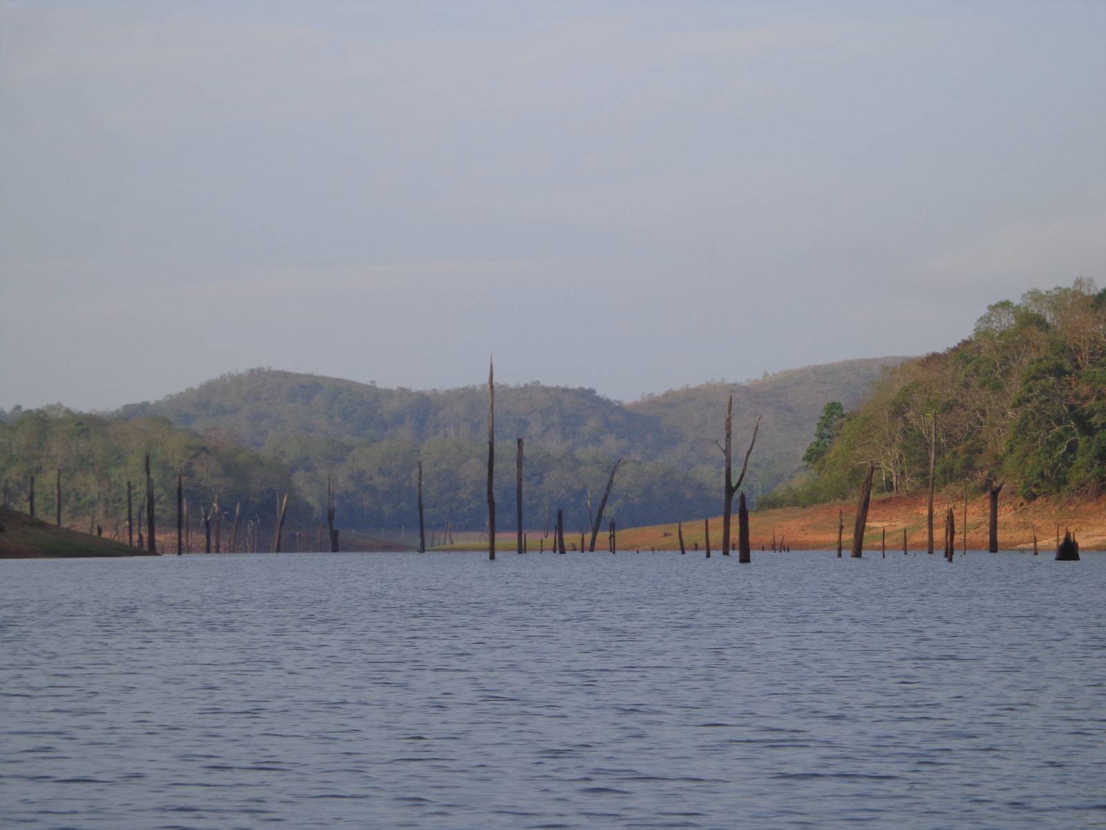 Dead tree trunks jutting out of the water.