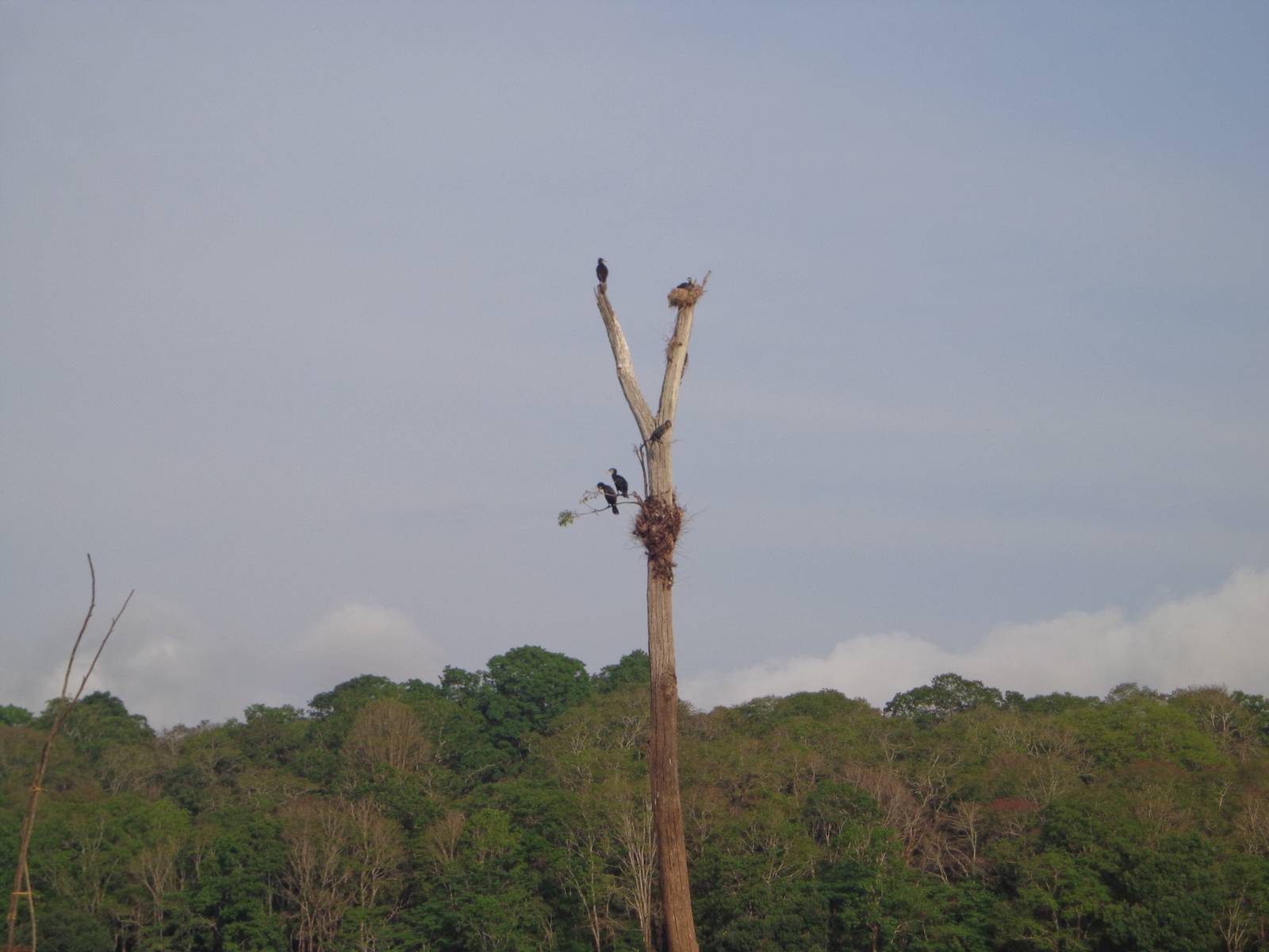 A dead tree trunk houses the nest of a bird.
