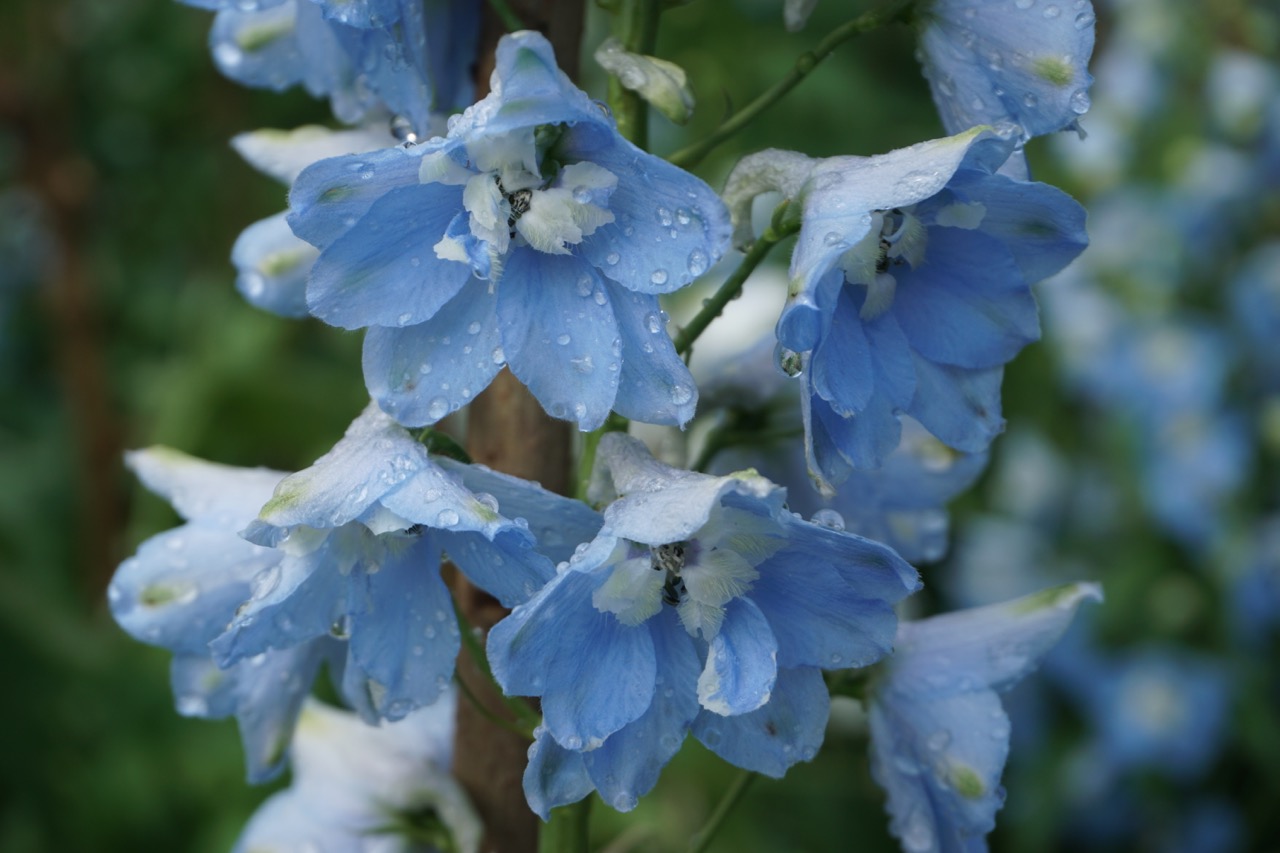 Some random shots of flowers to show off my camera.