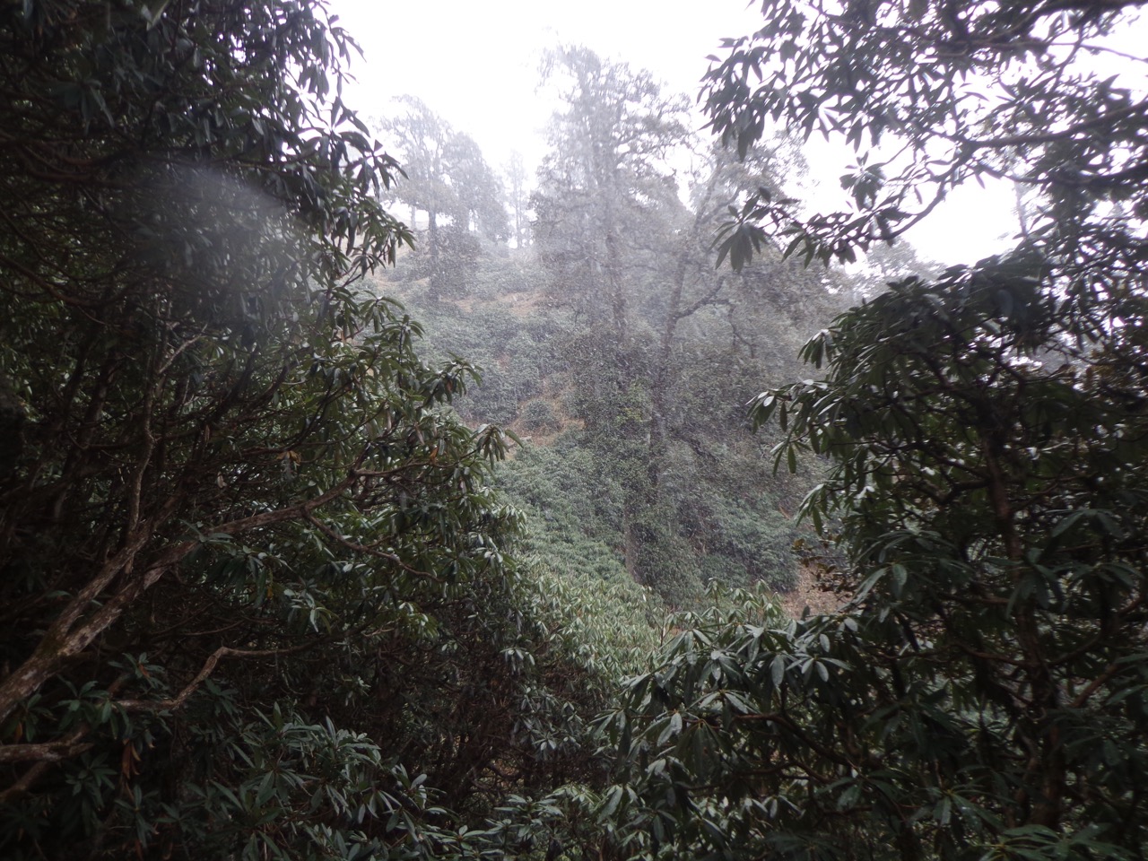 I was descending in snowfall. Also, I was on the leeward side! Triund hilltop must have been experiencing an even worse snowstorm.