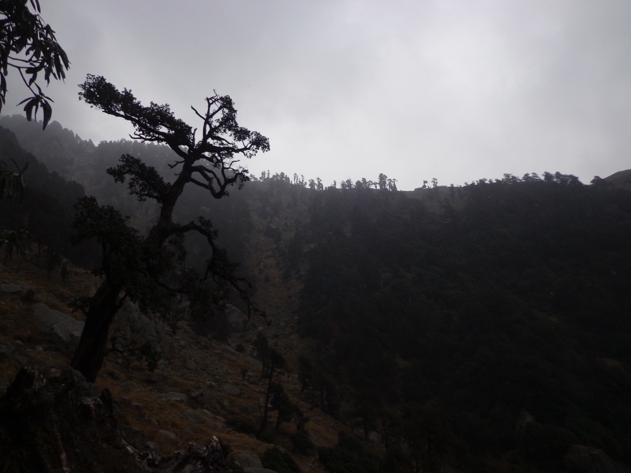Triund was covered in clouds. It was drizzling but I was happy that I had escaped the snowstorm.