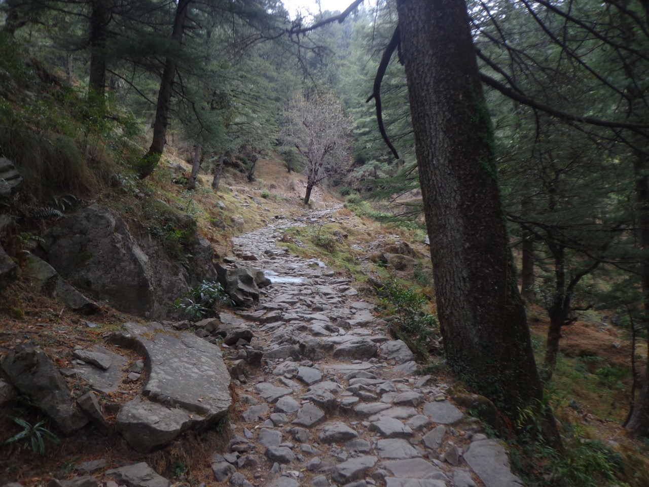 I took the walking trail from Galudevi to Dharamkot this time.