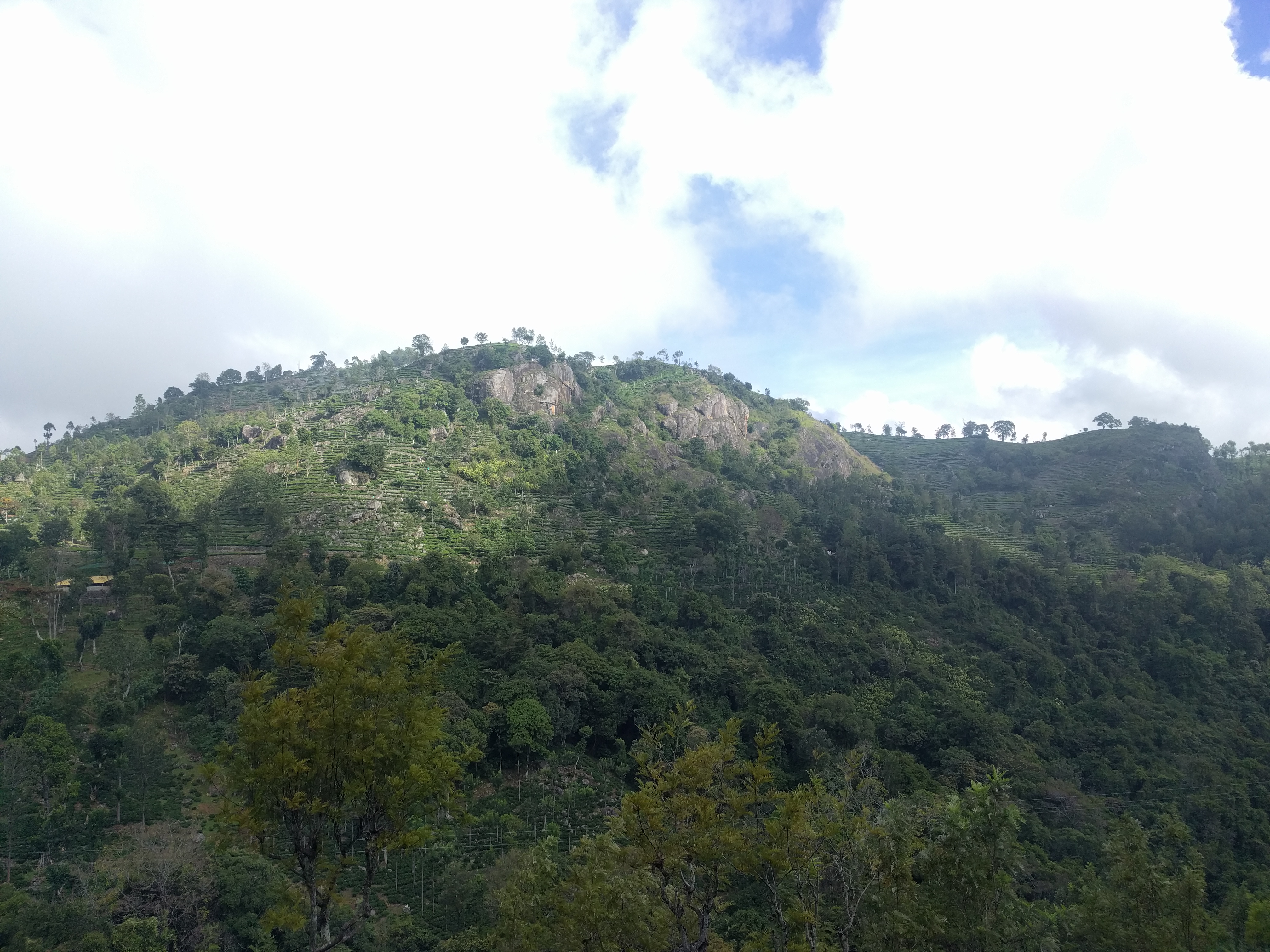 One last view of the Ooty tea estates.