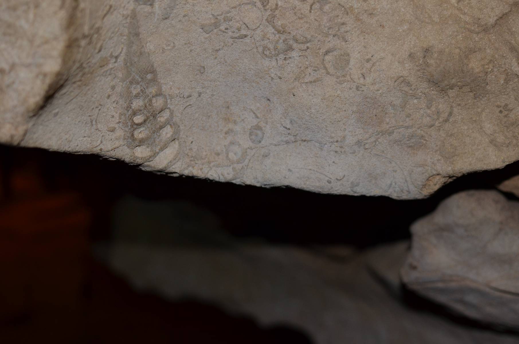 Fossils like these are visible throughout the interior walls of Arwah caves. Image courtesy: Nitesh Nandy.