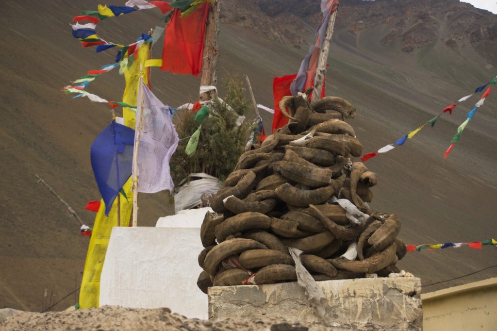Right before the path that commences the hike, I spotted this stupa stacked with yak horns.