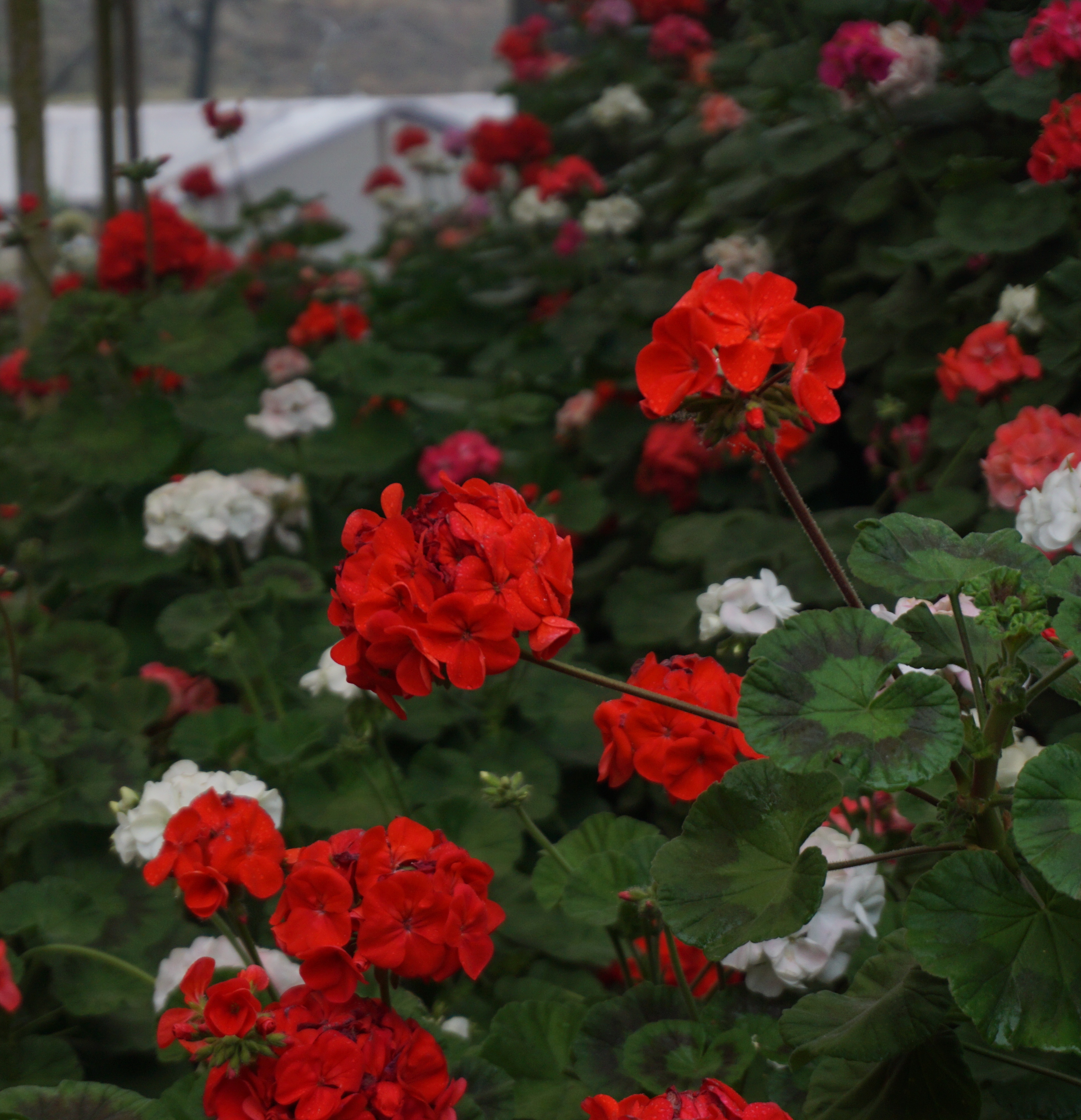 Kids and adults participating in break the clay pot.