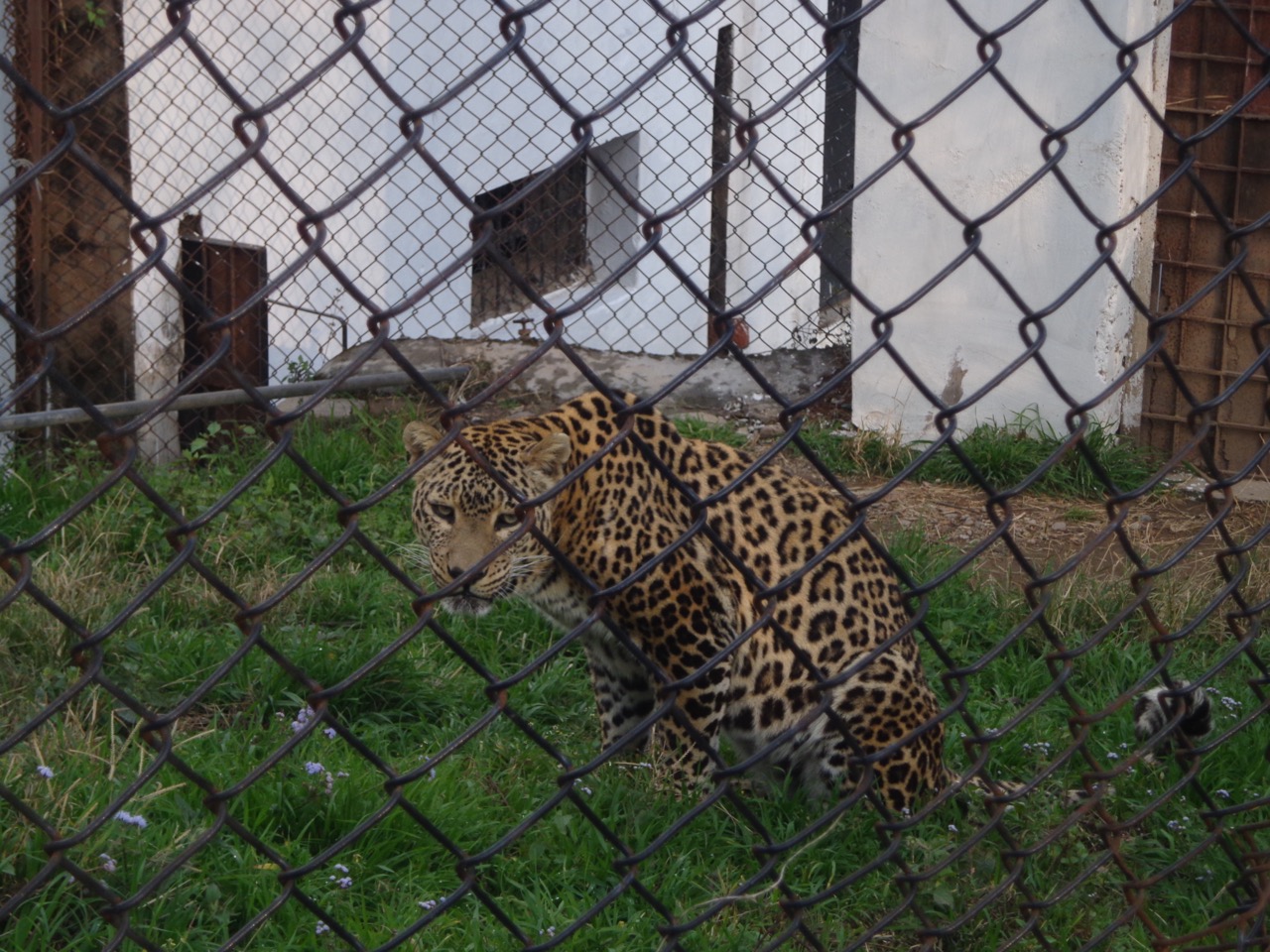 One amongst many of the common leopards kept captive in the zoo. Some of them were camouflaged so well that it took extra concentration to spot them.