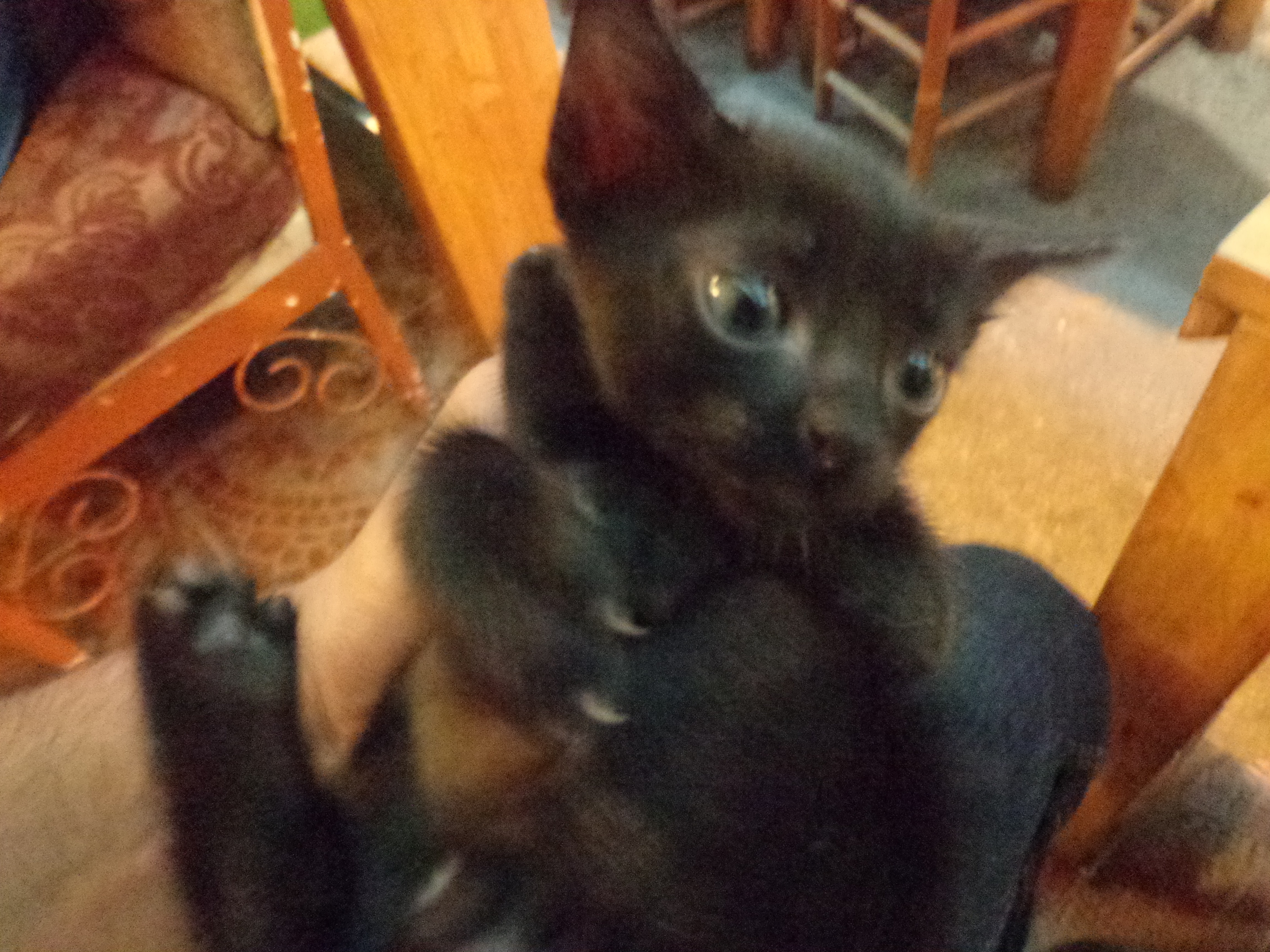 Tiny&rsquo;s restaurant had two two-week old kittens. Here is one of them.