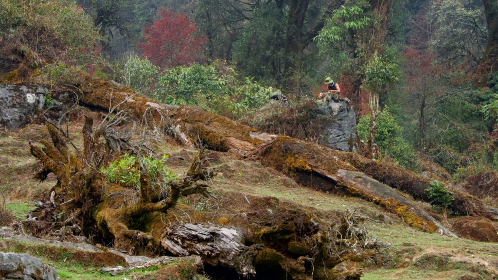 Bakhim offers one last view of the dense wet temperate forests.