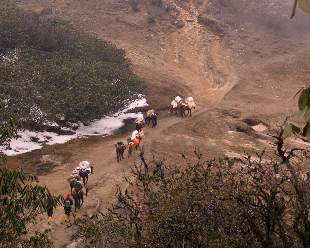 Mules crossing a valley on their way to Dzongri.