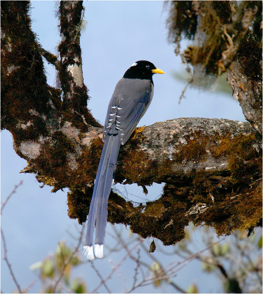 Himalayan magpie.