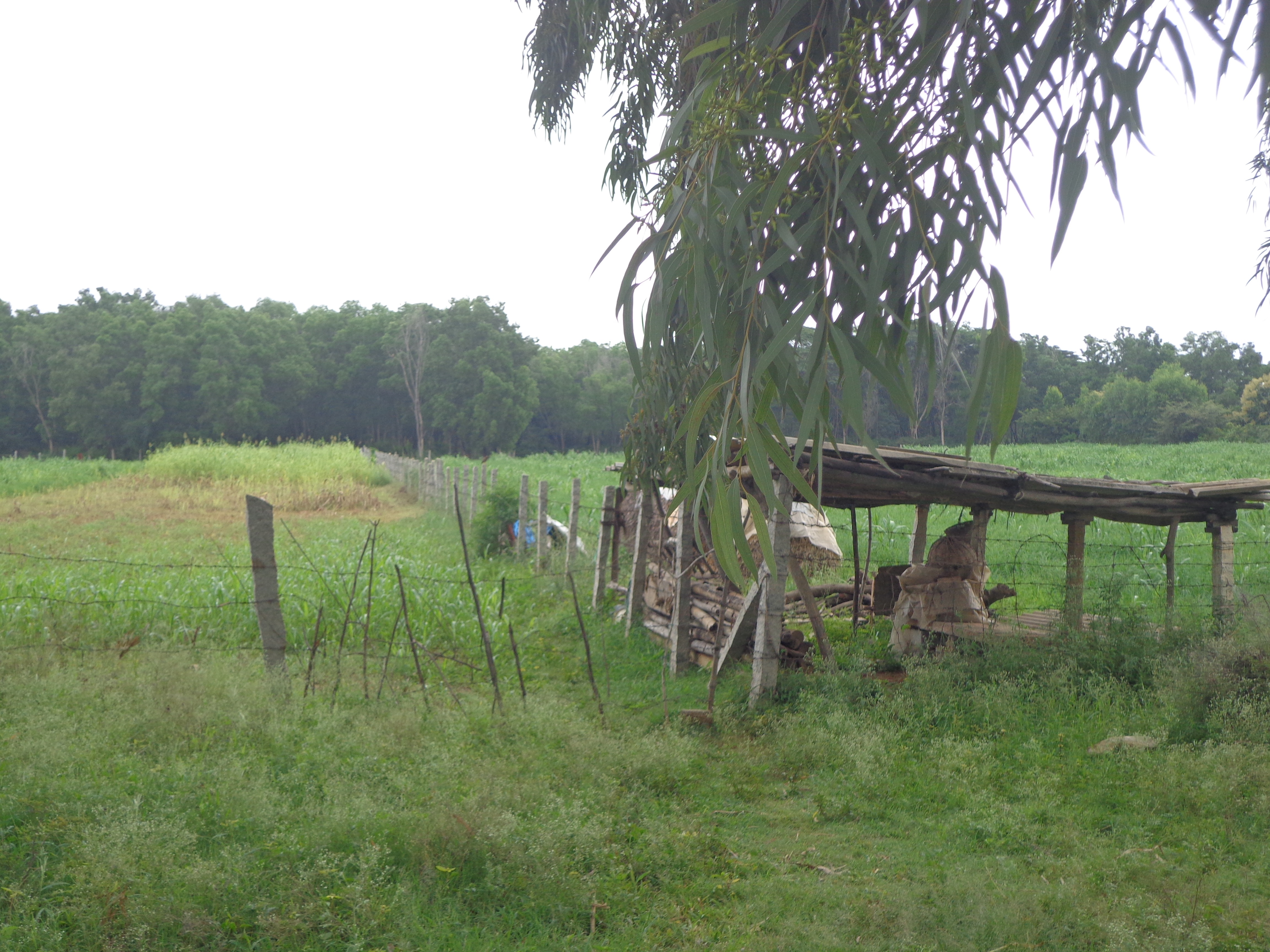 A farmer&rsquo;s shade. This area is home to quite a few International schools.