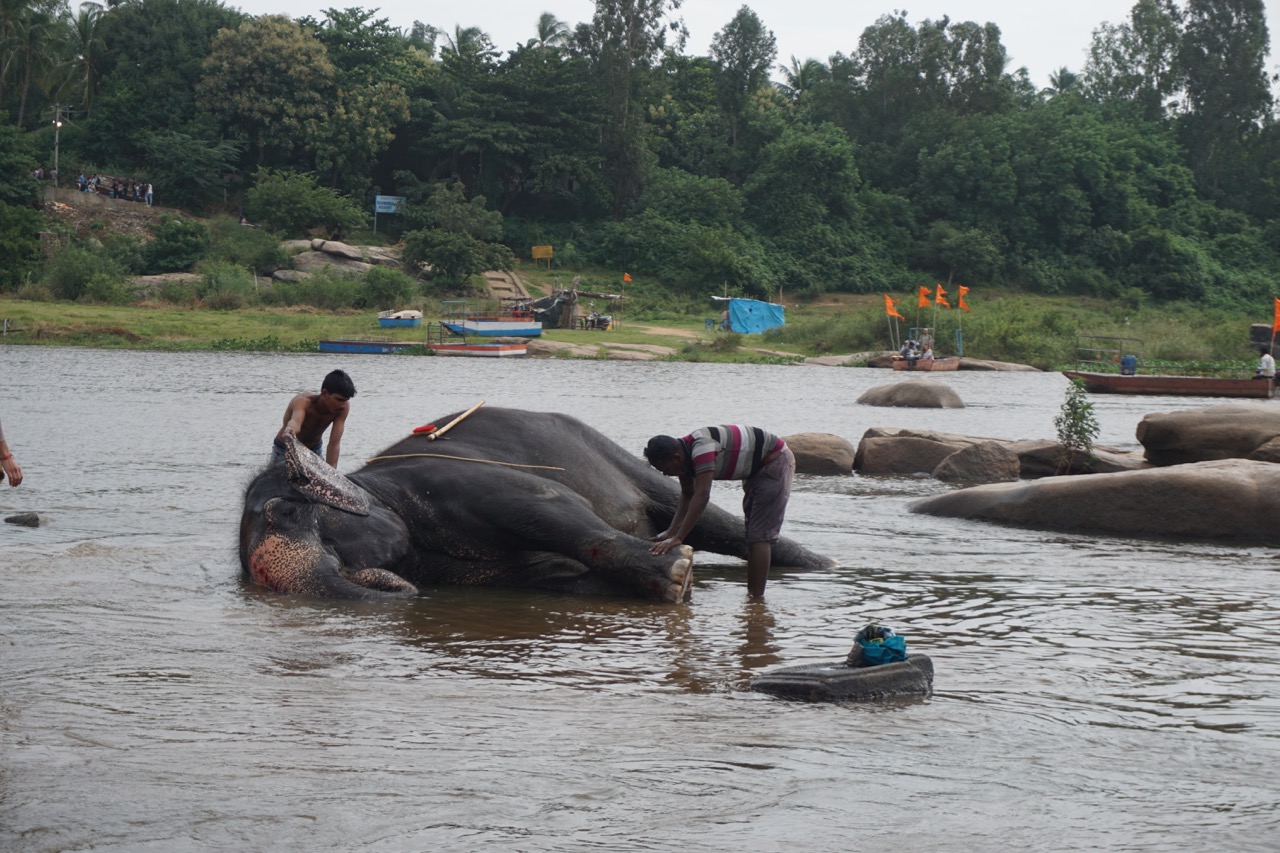 Two mahouts giving their elephant a bath.